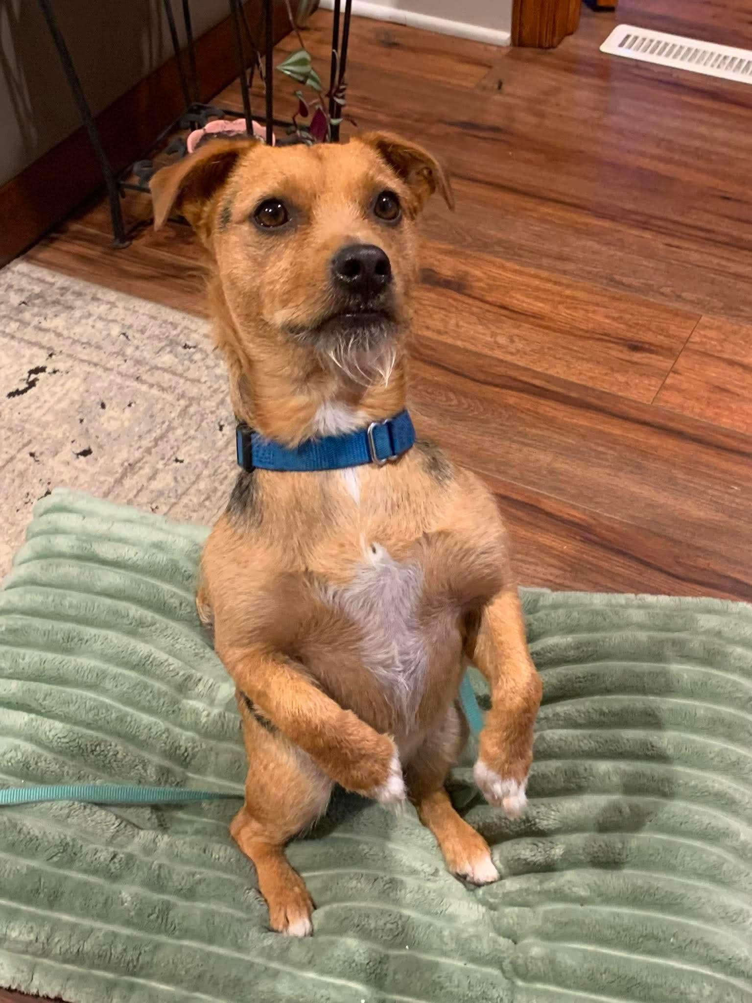MARTY tinycauseadopt@gmail.com , adoptable, Young Male Terrier.