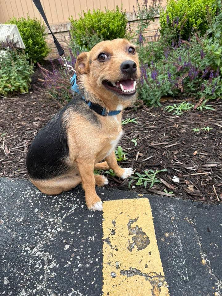 MARTY tinycauseadopt@gmail.com , an adoptable mixed breed in Vandergrift, PA image 2/4