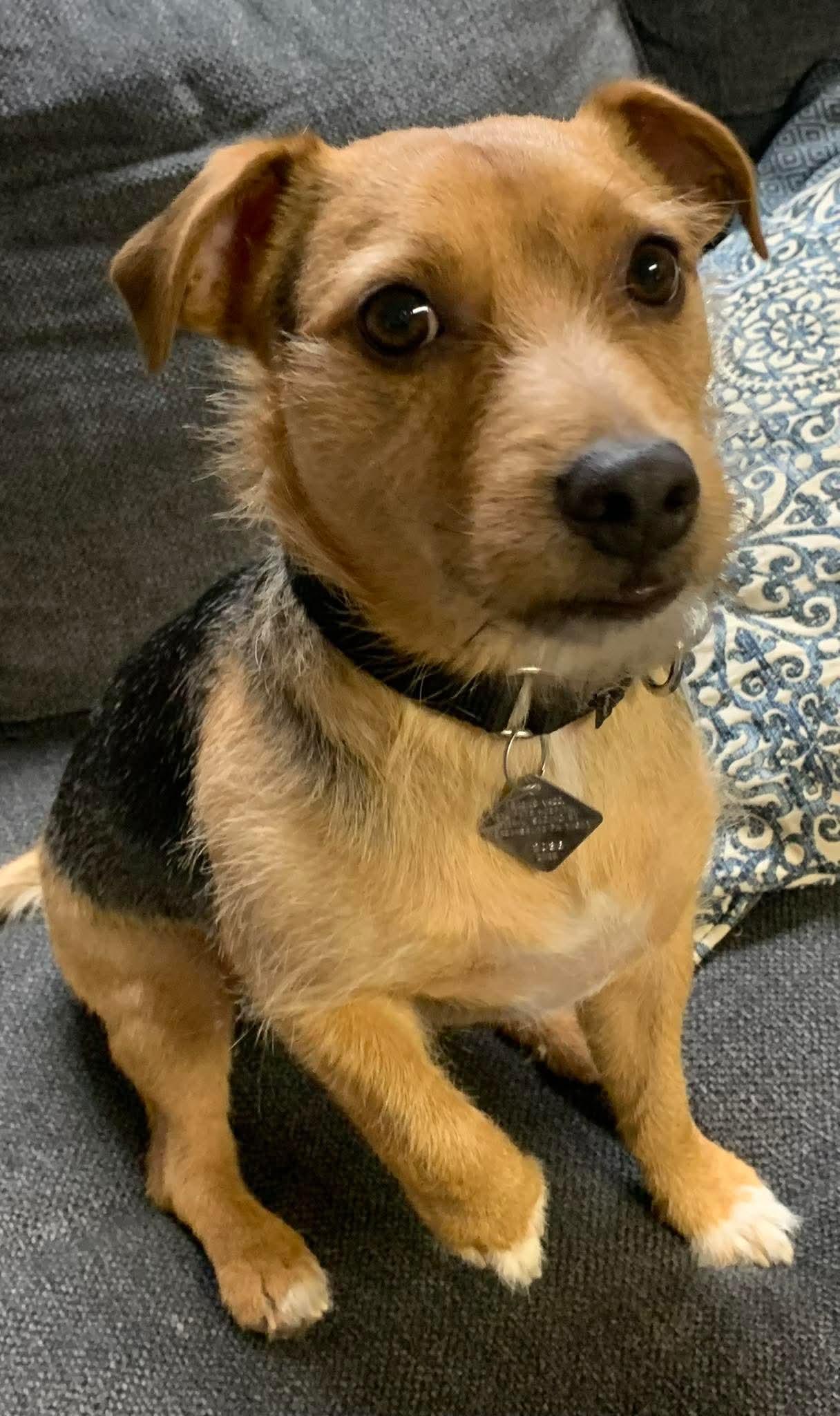 MARTY tinycauseadopt@gmail.com , ADOPTABLE, Young Male Terrier.