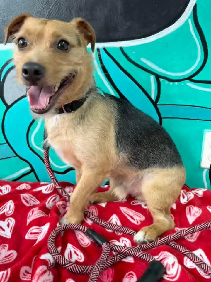 Enlarge MARTY tinycauseadopt@gmail.com , a ADOPTABLE mixed breed in Vandergrift, PA image 2/2