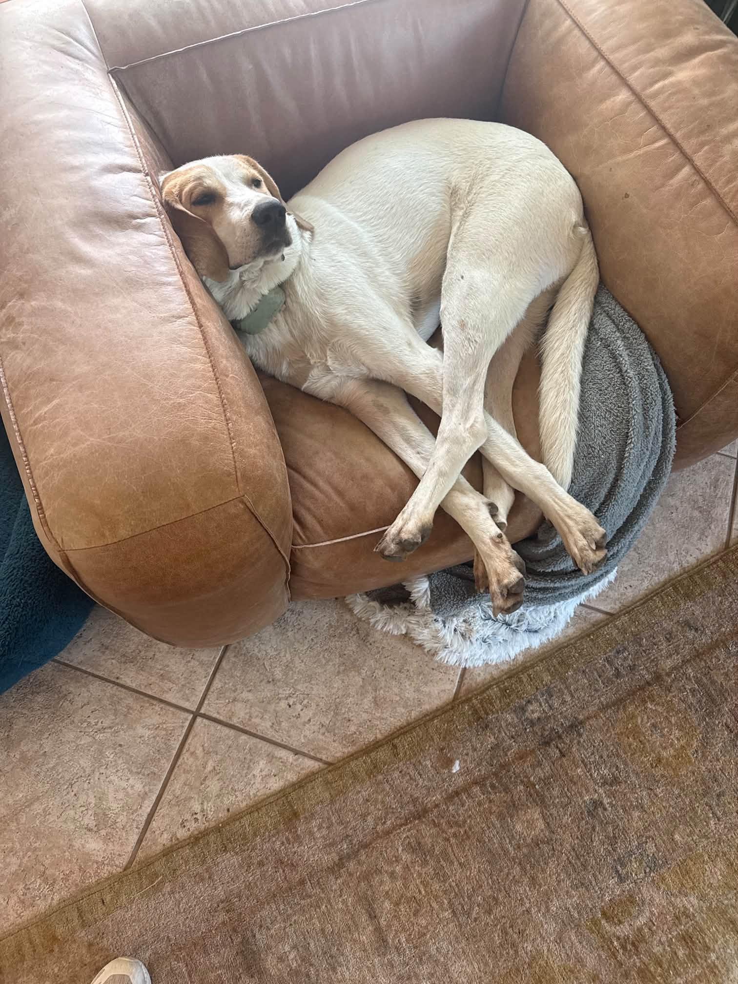 Enlarge Tommy, a Adoptable mixed breed in Tucson, AZ image 2/2