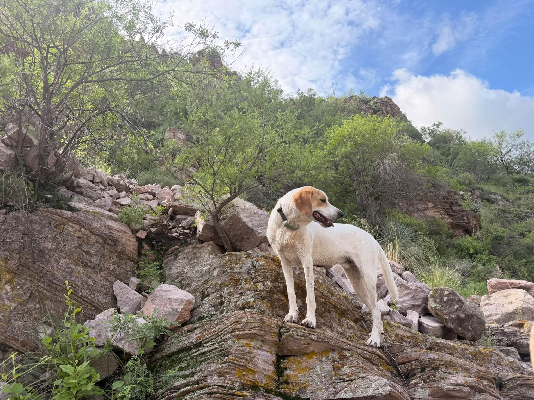 Tommy, Adoptable, Adult Male Coonhound & Great Pyrenees.