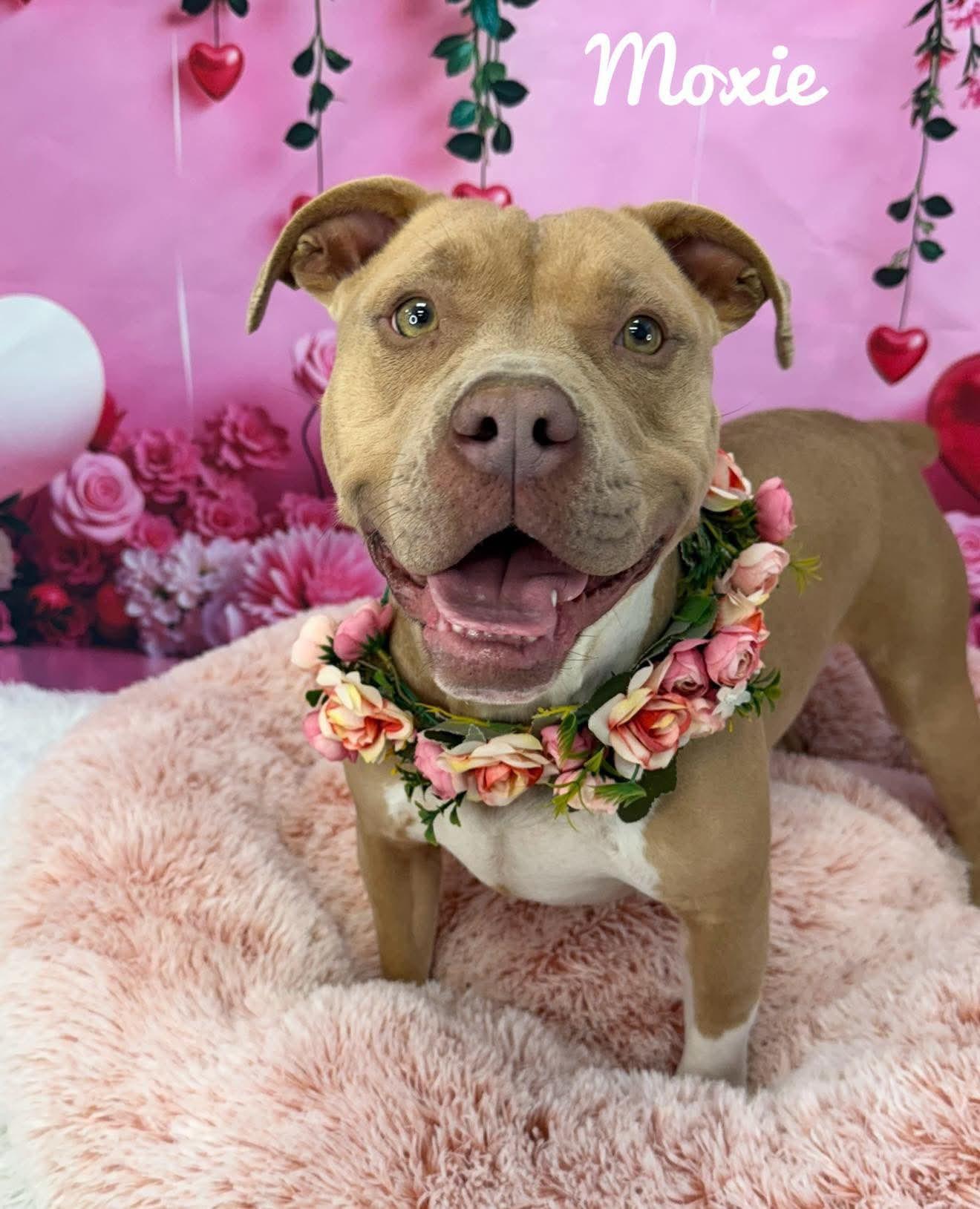 Moxie, ADOPTABLE, Adult Female Mixed Breed.