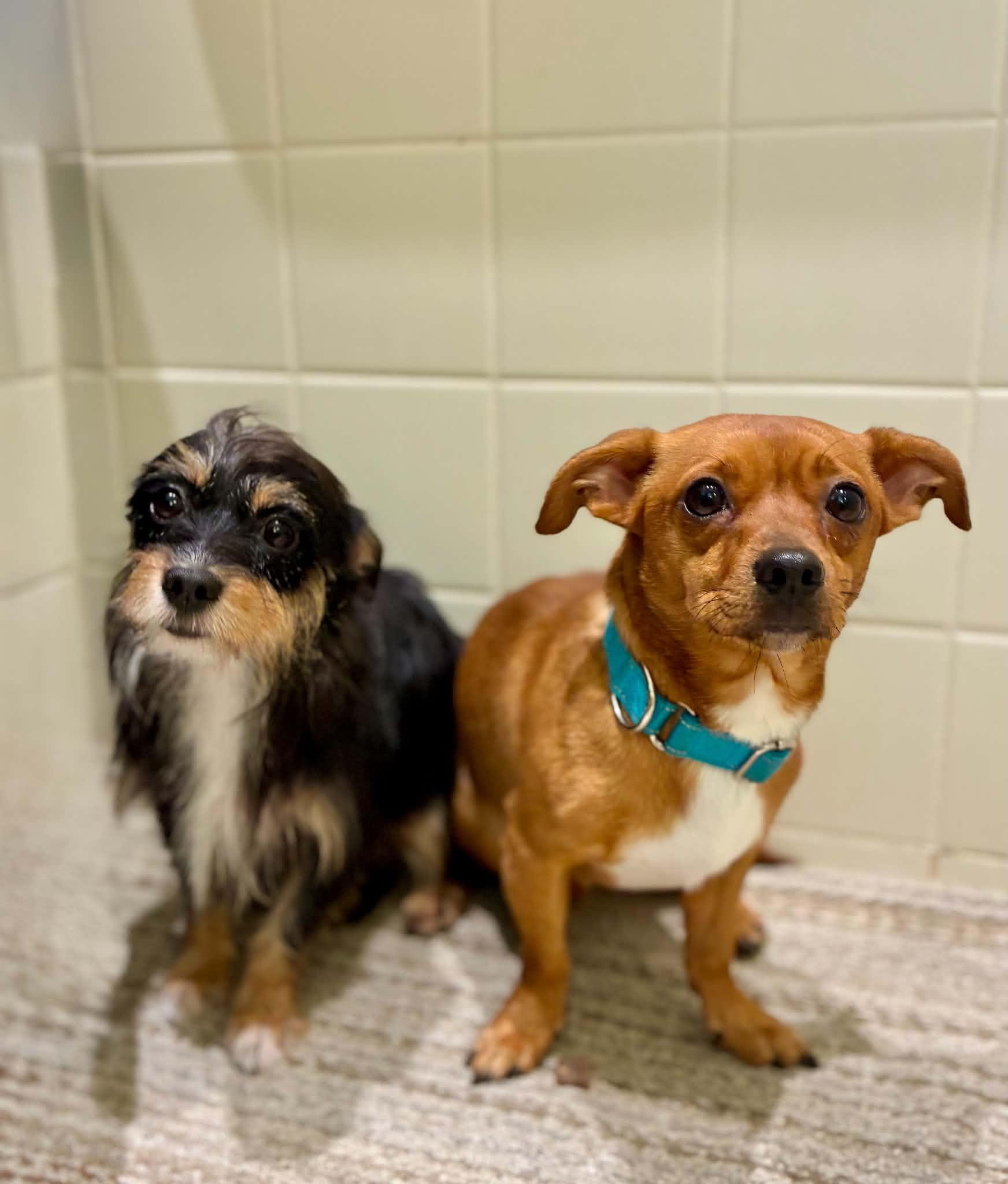 Enlarge RJ, a Adoptable mixed breed in Knoxville, TN image 4/6