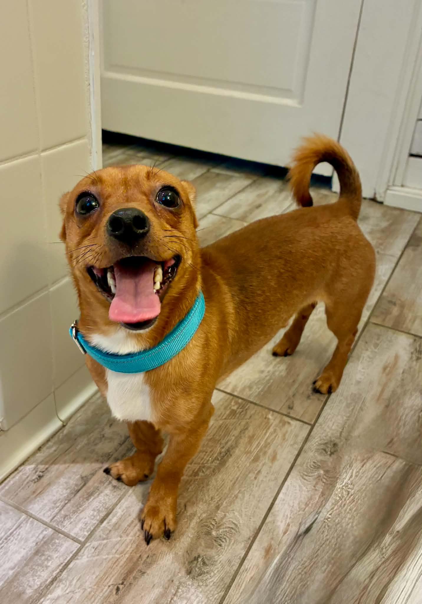 Enlarge RJ, a Adoptable mixed breed in Knoxville, TN image 5/6