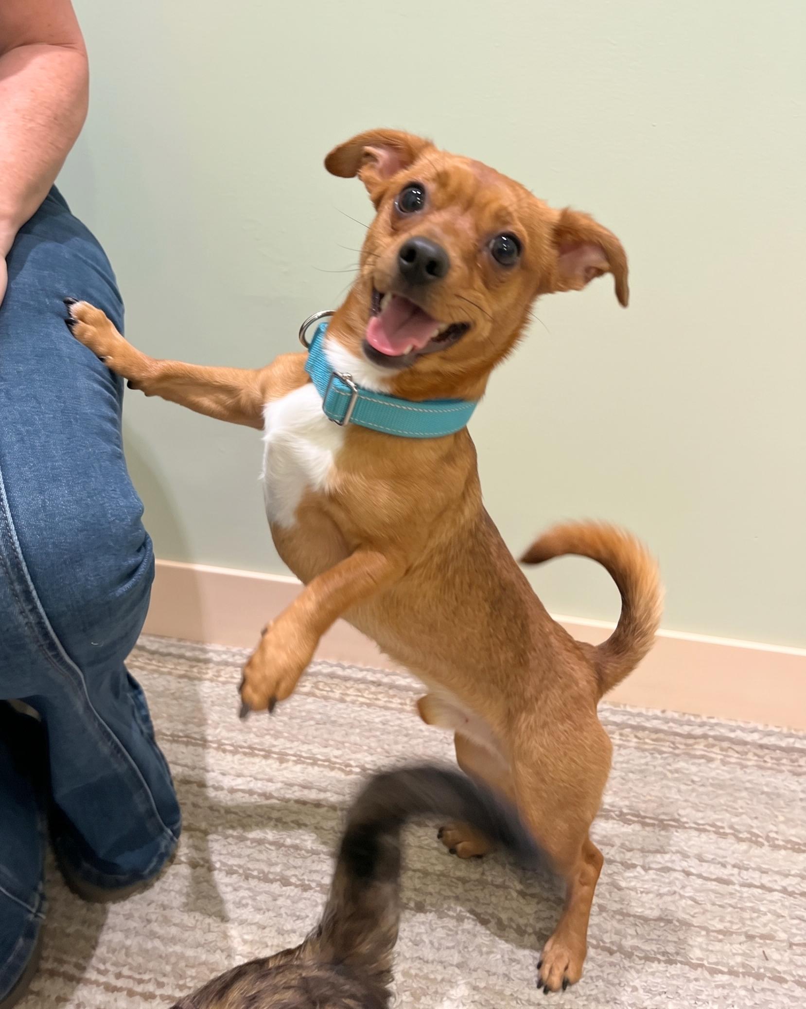 Enlarge RJ, a Adoptable mixed breed in Knoxville, TN image 2/6