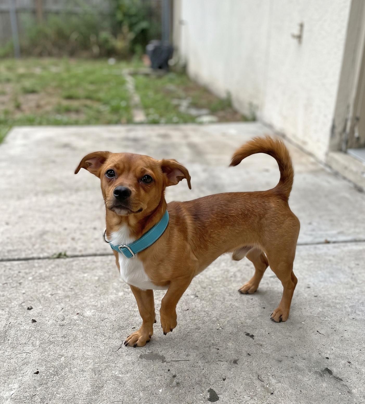 Enlarge RJ, a Adoptable mixed breed in Knoxville, TN image 3/6
