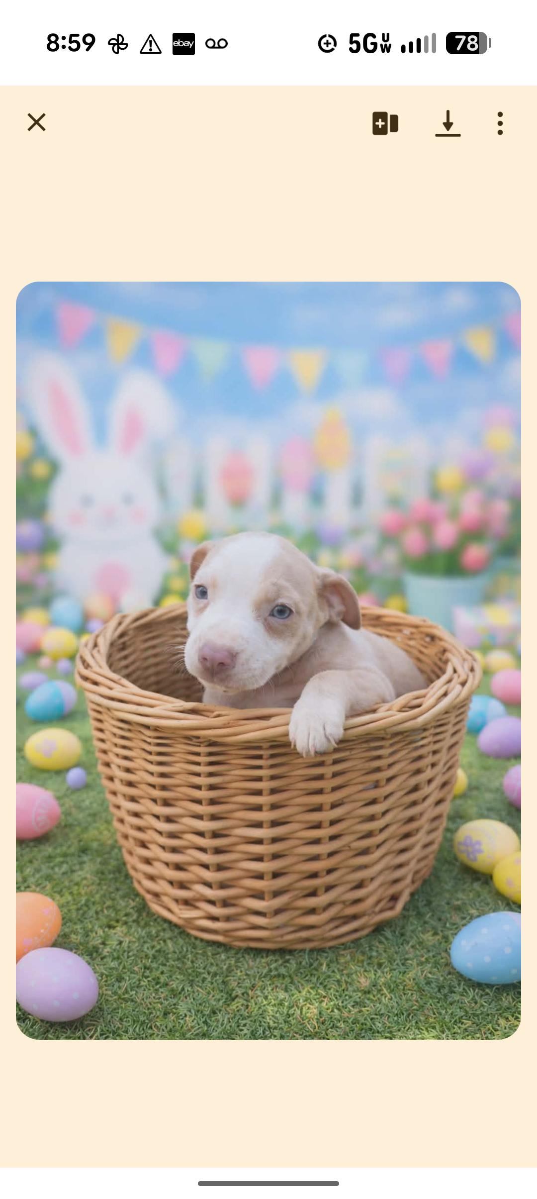 Enlarge DEWEY, a ADOPTABLE mixed breed in Browns Mills, NJ image 1/2