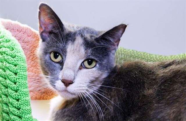 Enlarge MEL, a Adoptable Domestic Short Hair in Fort Lauderdale, FL image 1/1