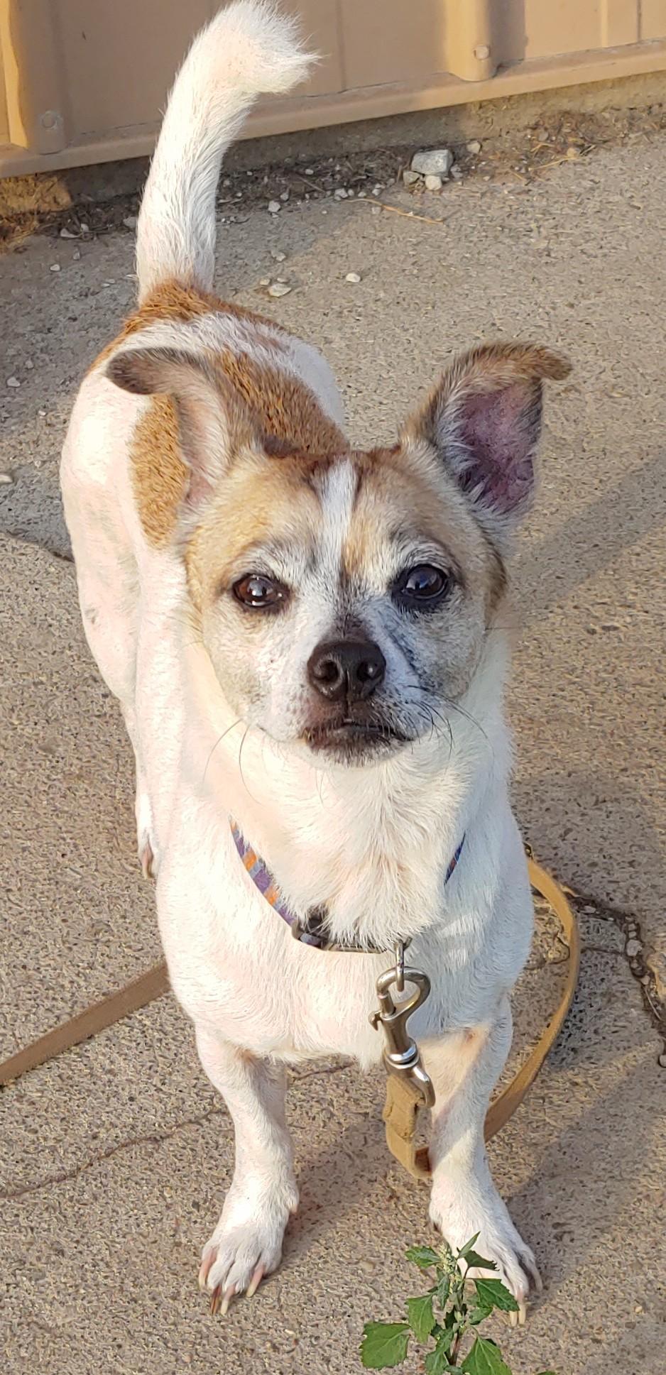 Buddy, Adoptable, Adult Male Jack Russell Terrier & Terrier.