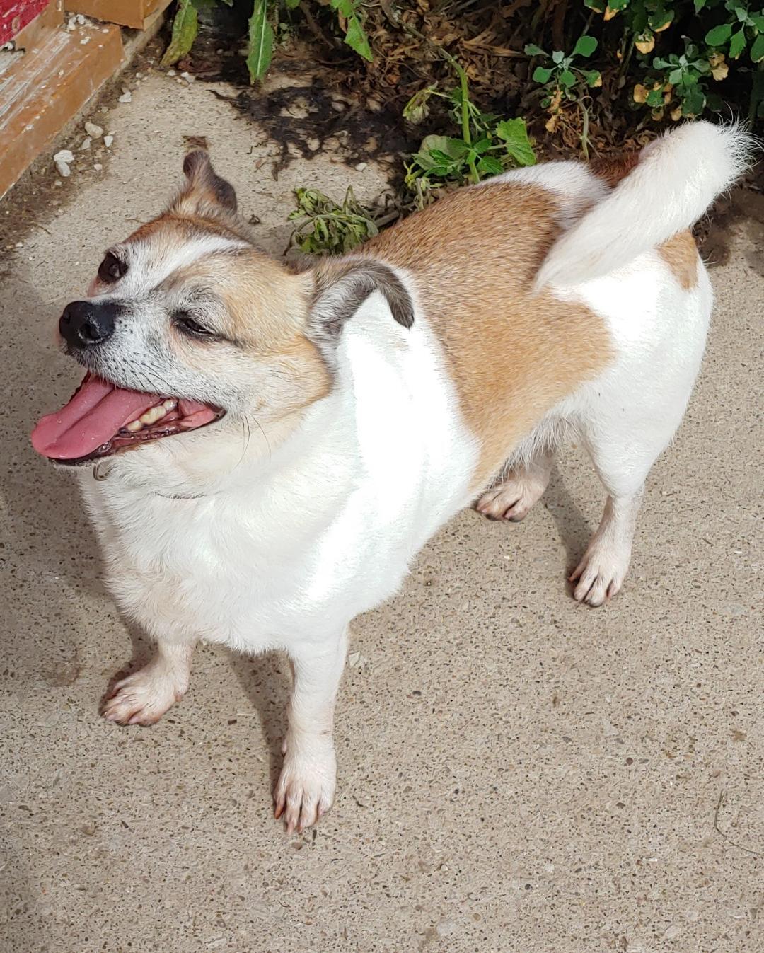 Enlarge Buddy, a Adoptable mixed breed in Oberlin, OH image 3/3