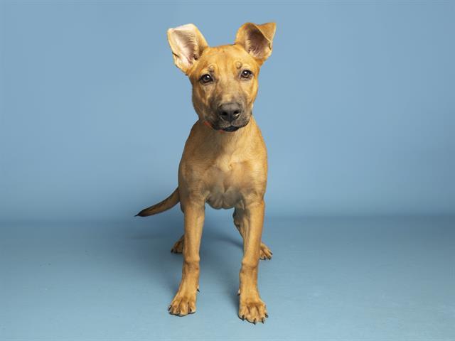 Enlarge ORANGE, a Adoptable mixed breed in Phoenix, AZ image 1/1