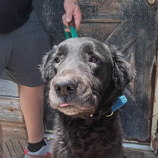 Enlarge Blackie, a Adopted mixed breed in Grandview, TX image 1/4