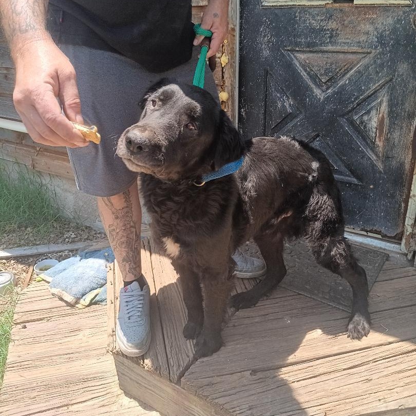 Enlarge Blackie, a Adopted mixed breed in Grandview, TX image 2/4