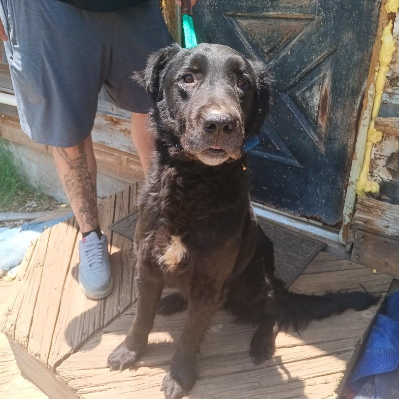 Enlarge Blackie, a Adopted mixed breed in Grandview, TX image 3/4