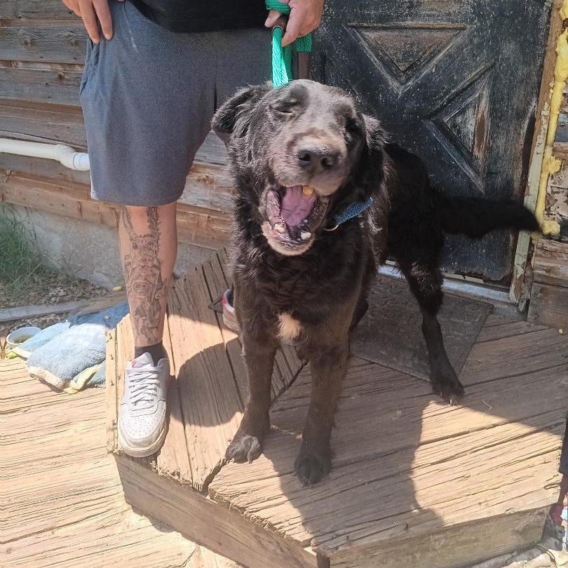 Enlarge Blackie, a Adopted mixed breed in Grandview, TX image 4/4
