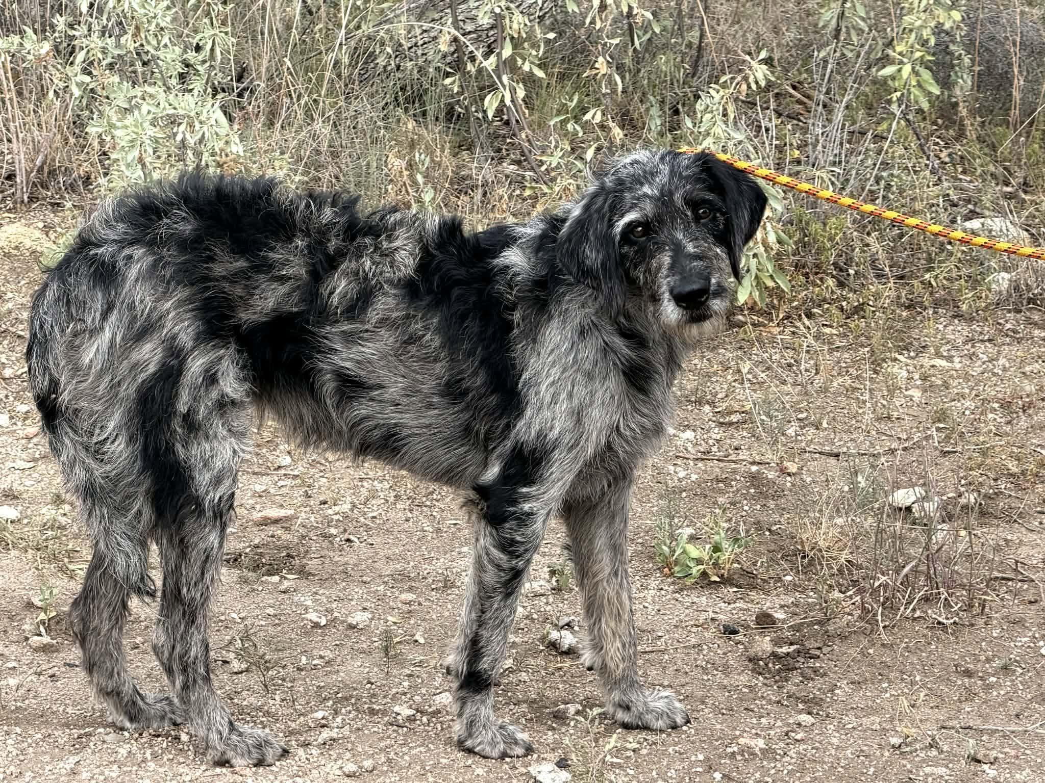 Enlarge Annie, a Adopted mixed breed in Chino valley, AZ image 1/1