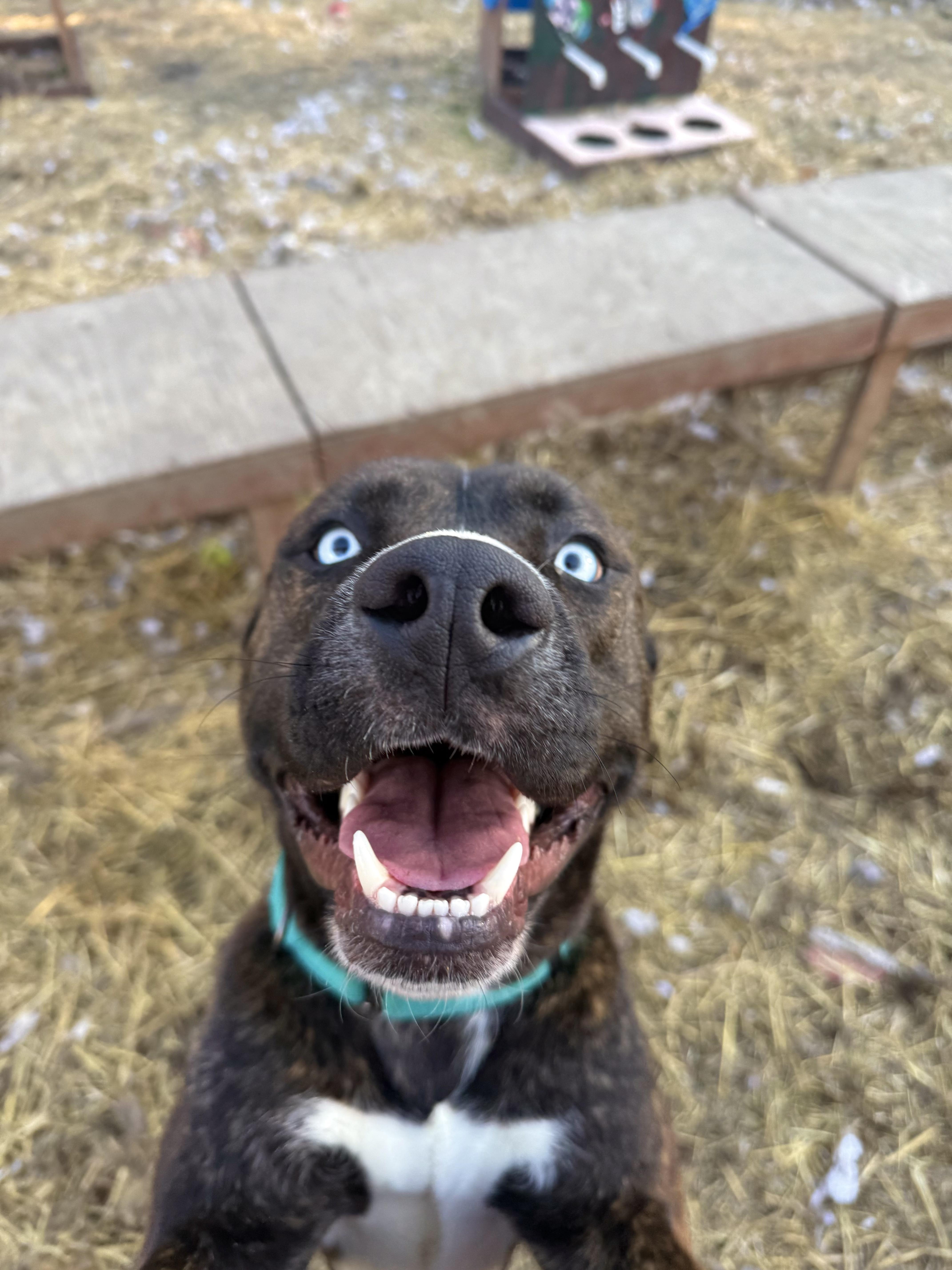Percy, an adopted mixed breed in INDIANAPOLIS, IN image 4/6