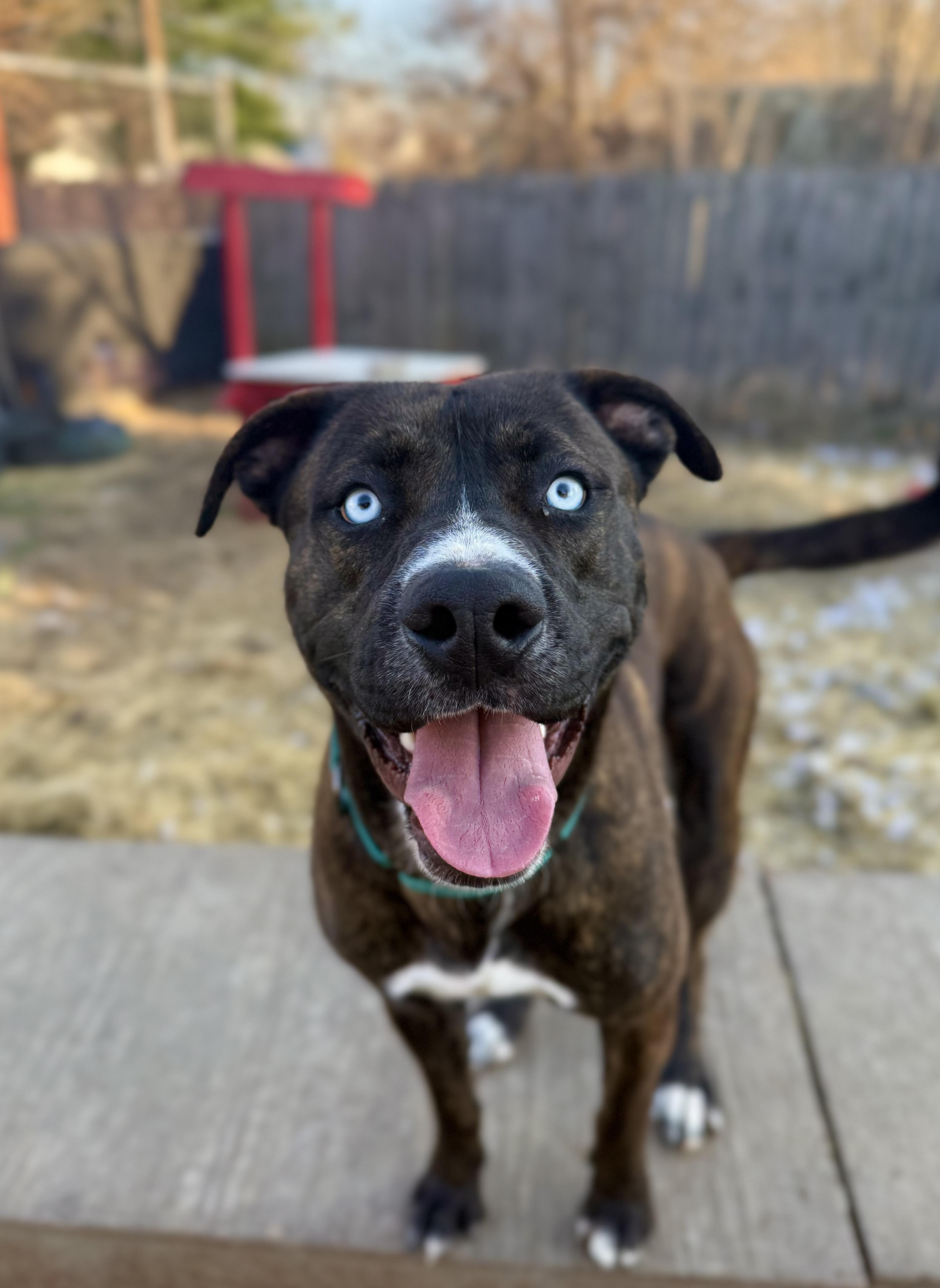 Percy, an adopted mixed breed in INDIANAPOLIS, IN image 2/6