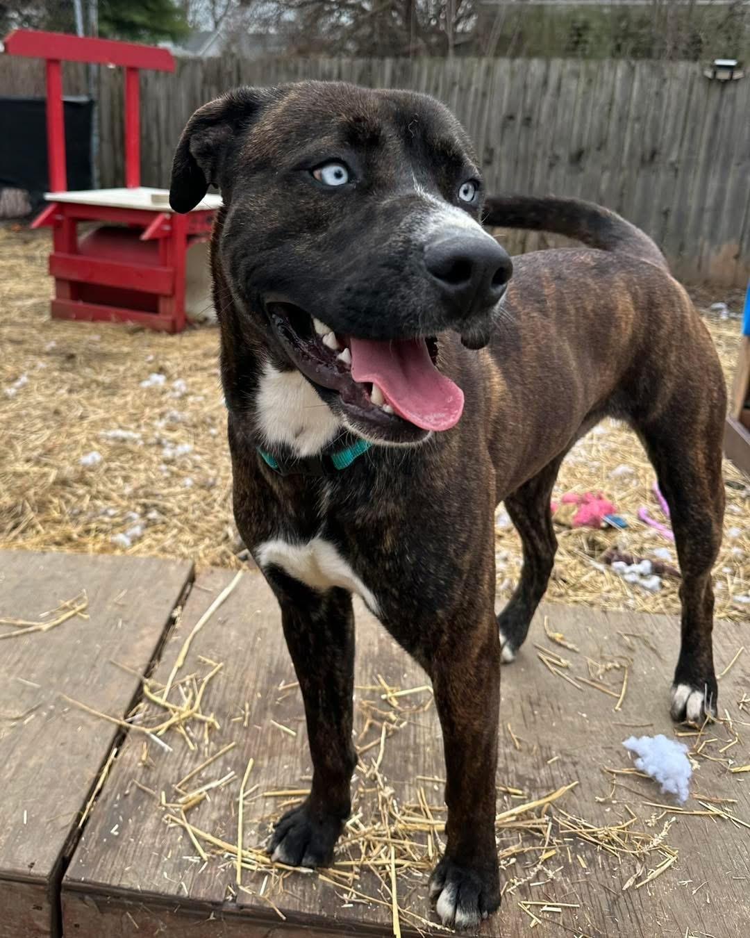 Percy, an adopted mixed breed in INDIANAPOLIS, IN image 5/6