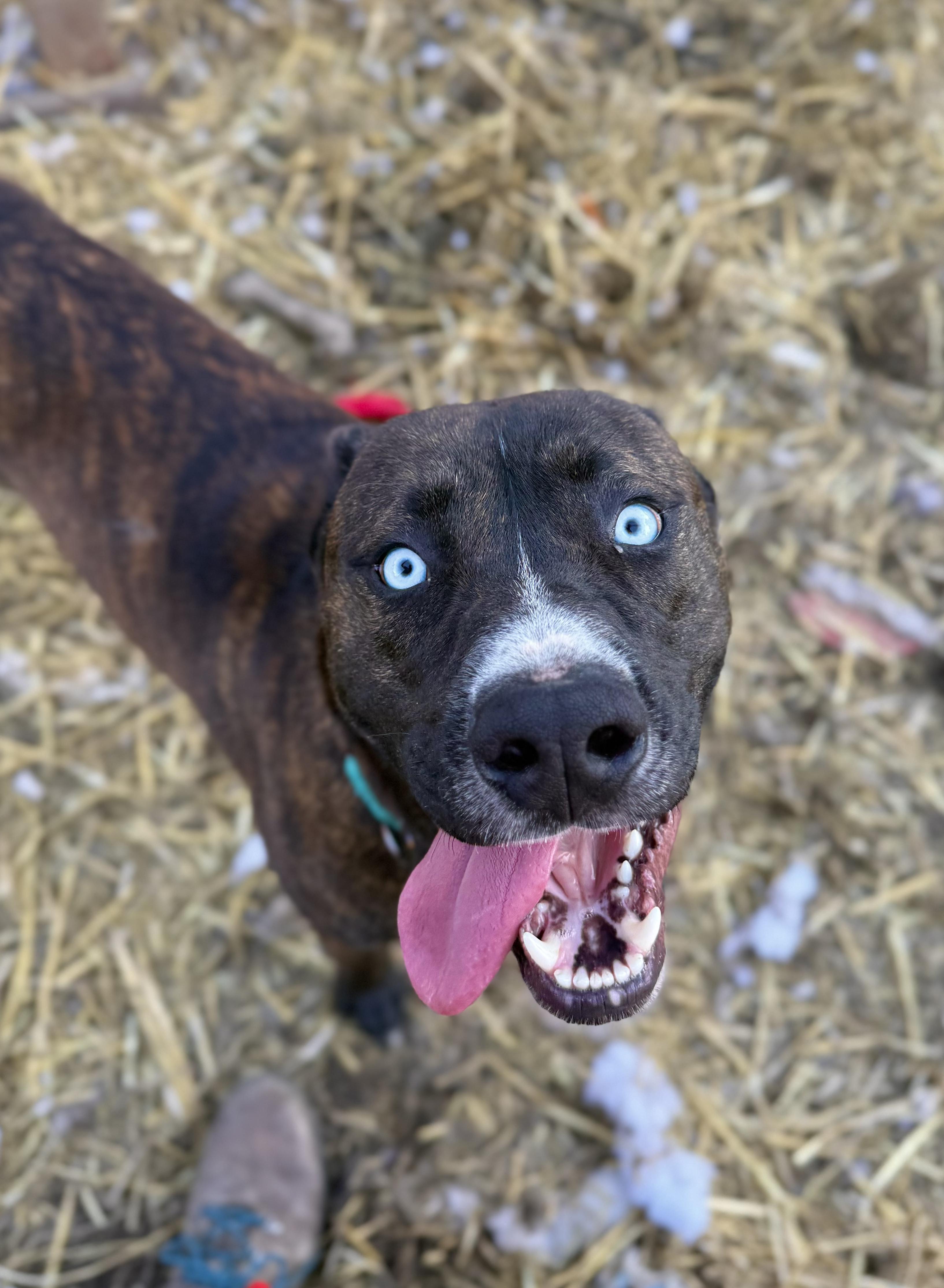 Percy, an adopted mixed breed in INDIANAPOLIS, IN image 1/6