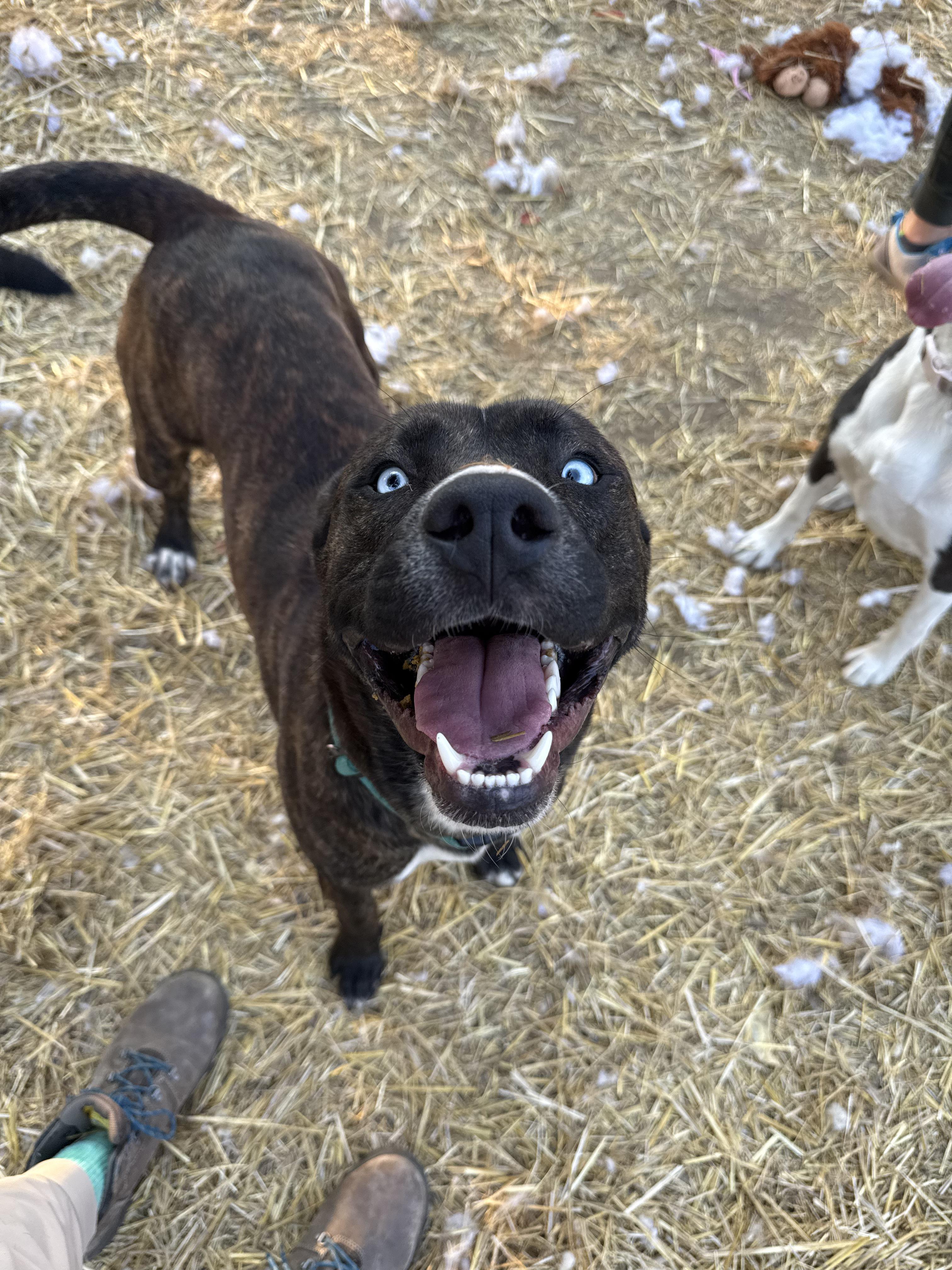 Percy, an adopted mixed breed in INDIANAPOLIS, IN image 3/6