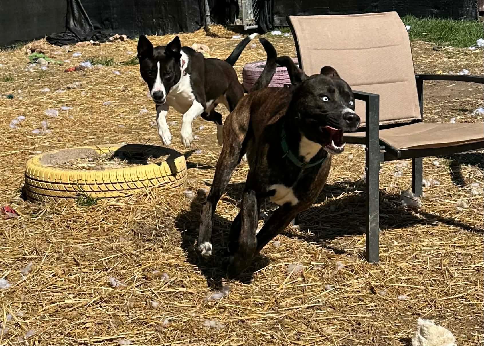 Percy, an adopted mixed breed in INDIANAPOLIS, IN image 6/6