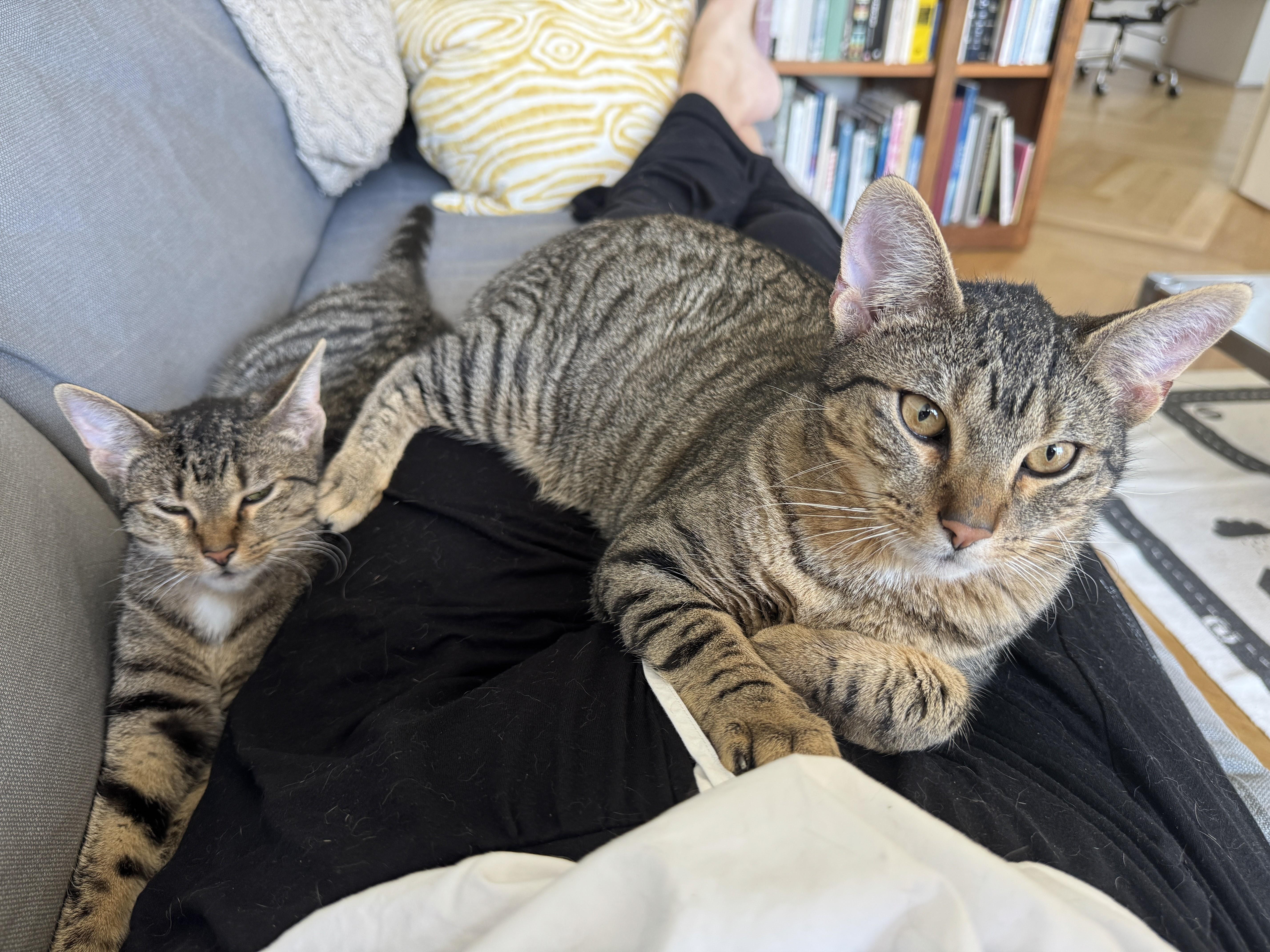 Enlarge Dooney & Burke, a ADOPTABLE Domestic Short Hair in brooklyn, NY image 5/6