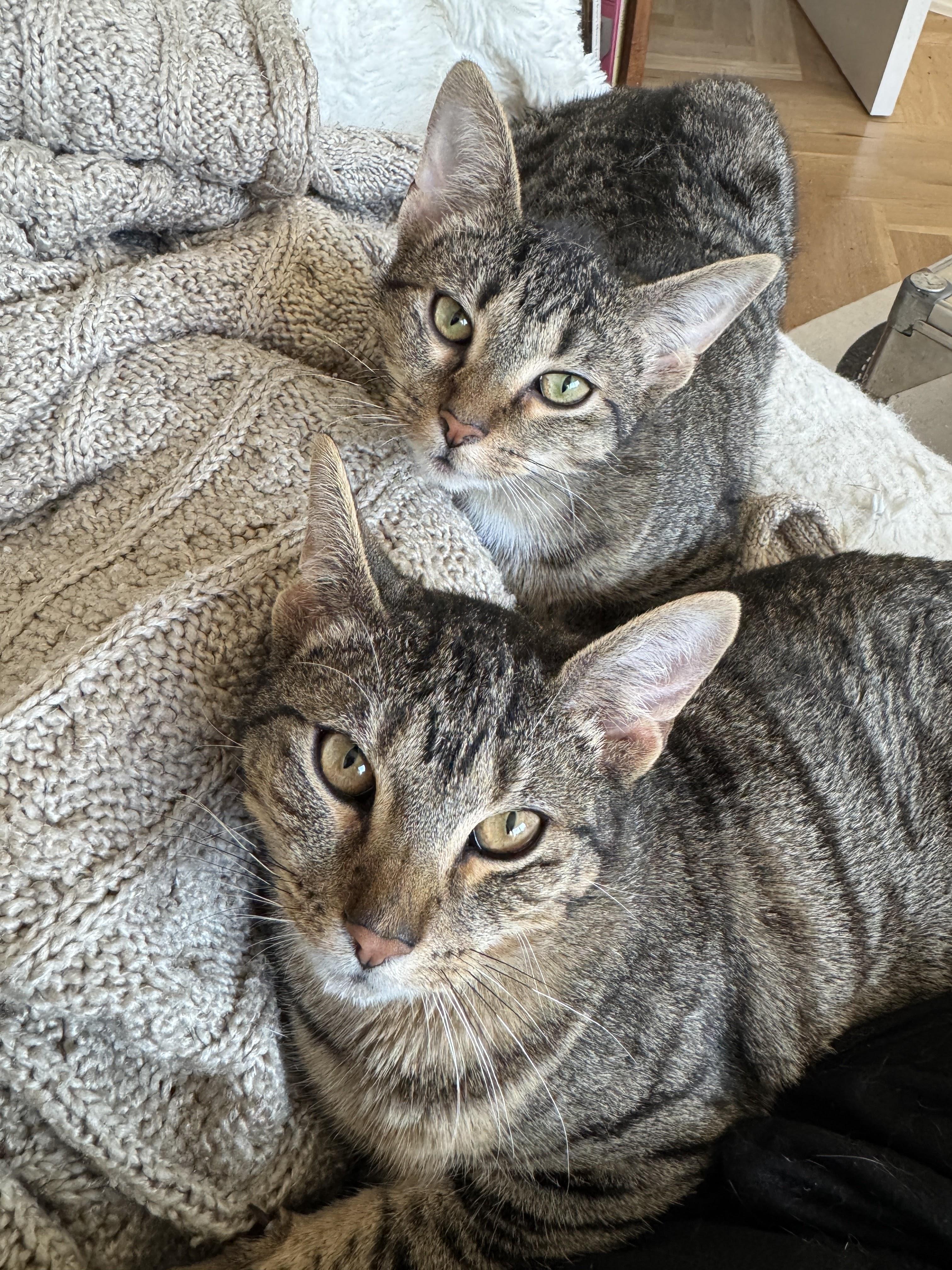 Enlarge Dooney & Burke, a ADOPTABLE Domestic Short Hair in brooklyn, NY image 2/6