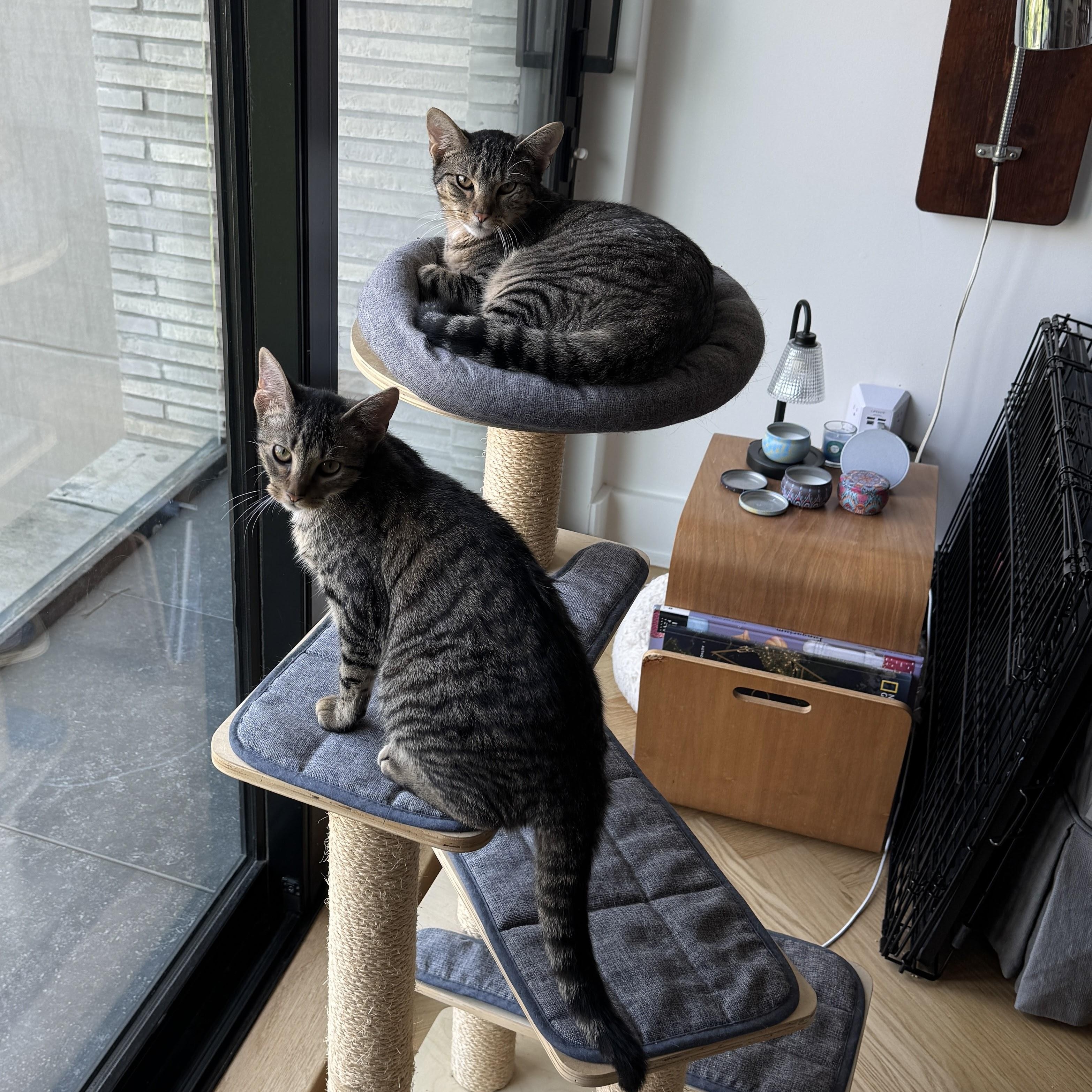 Enlarge Dooney & Burke, a ADOPTABLE Domestic Short Hair in brooklyn, NY image 1/6
