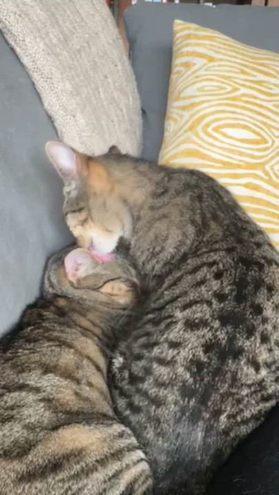 Enlarge Dooney & Burke, a ADOPTABLE Domestic Short Hair in brooklyn, NY video 3/6