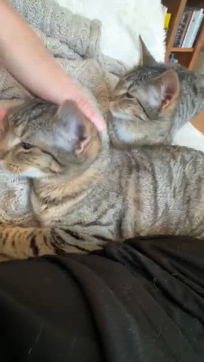 Enlarge Dooney & Burke, a ADOPTABLE Domestic Short Hair in brooklyn, NY video 4/6