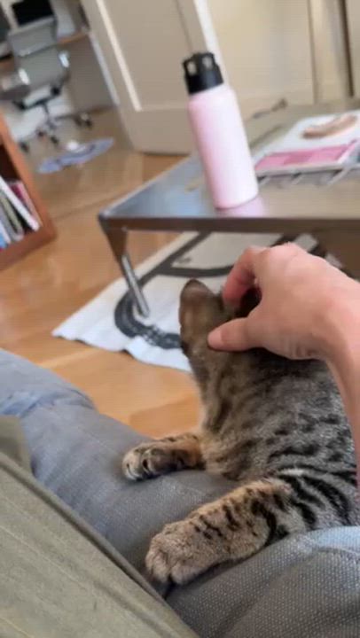 Enlarge Dooney & Burke, a ADOPTABLE Domestic Short Hair in brooklyn, NY video 6/6