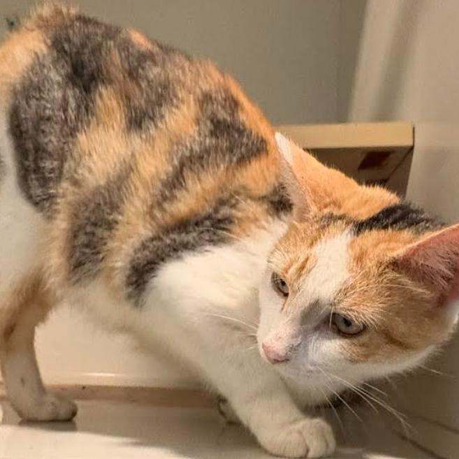 Enlarge Calypso (26-6155), a Adoptable Domestic Short Hair in Gordonsville, TN image 1/2