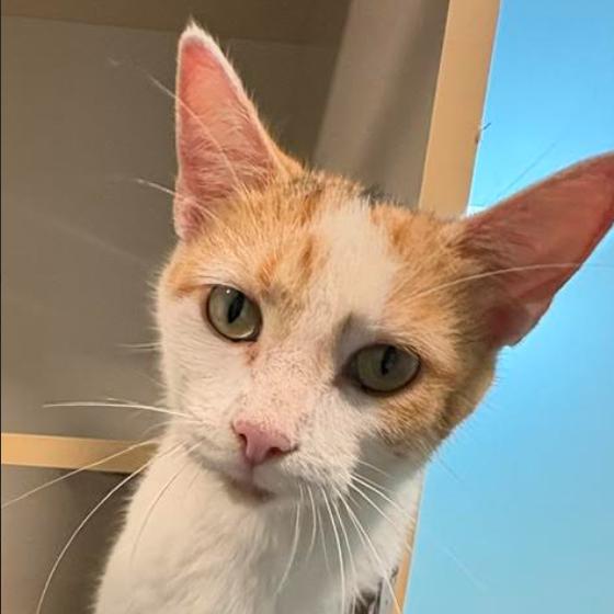 Enlarge Calypso (26-6155), a Adoptable Domestic Short Hair in Gordonsville, TN image 2/2