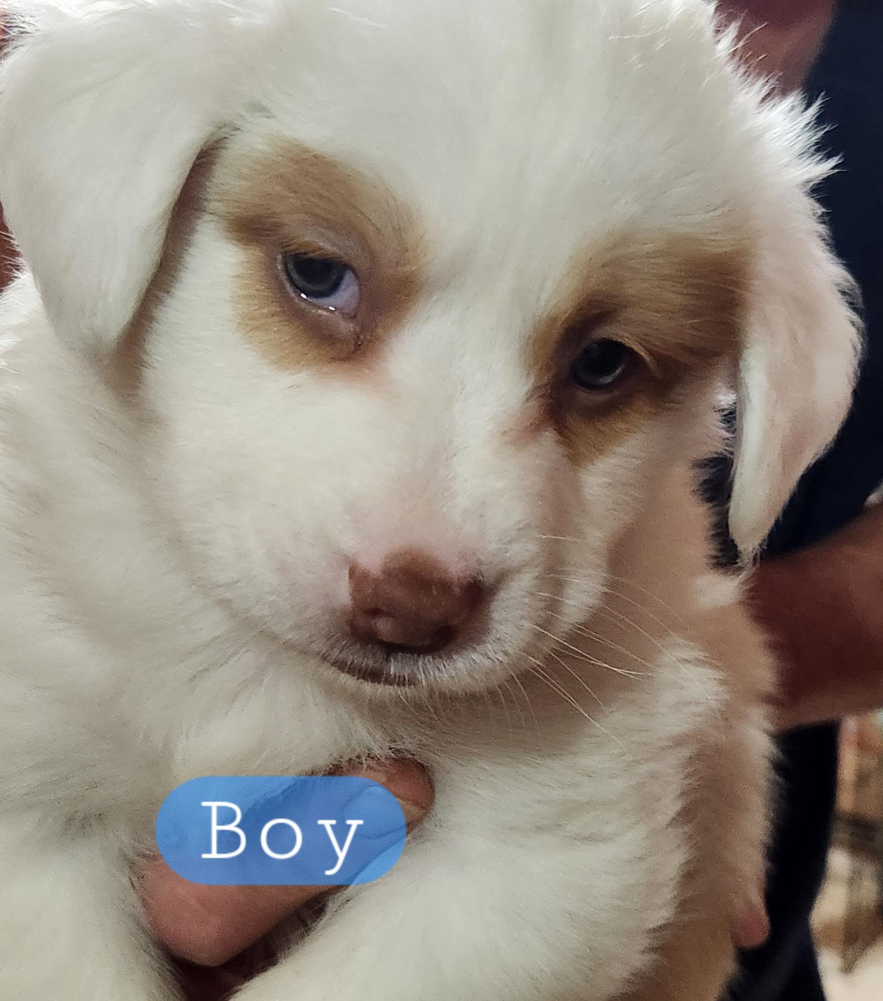 Boy 4, Baby Male Great Pyrenees
