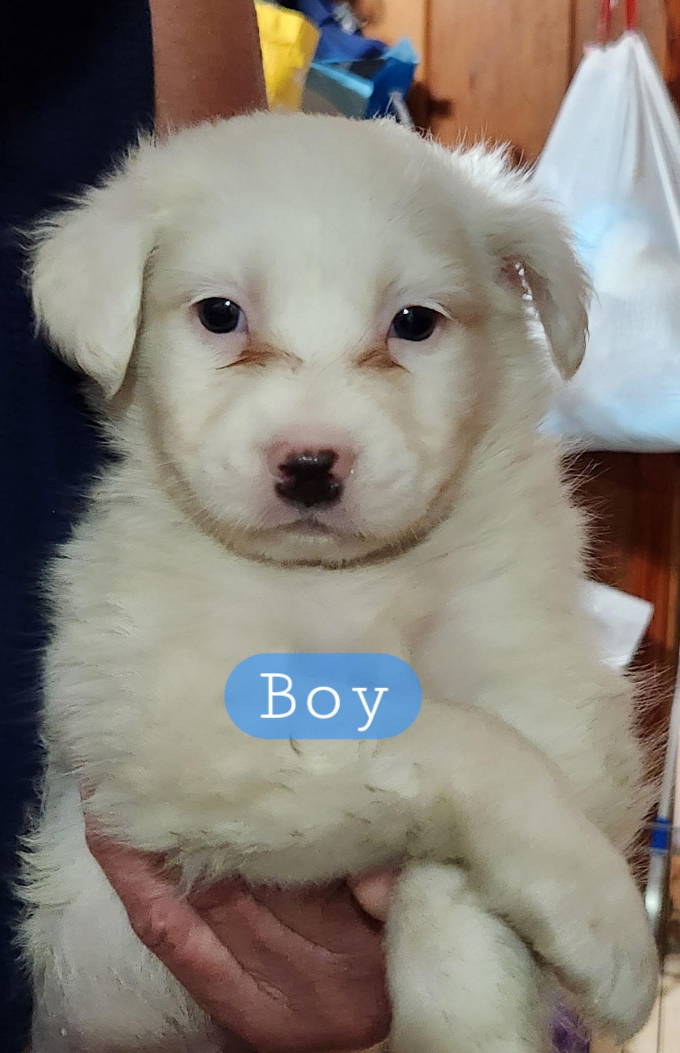 Boy 4 photo 2
