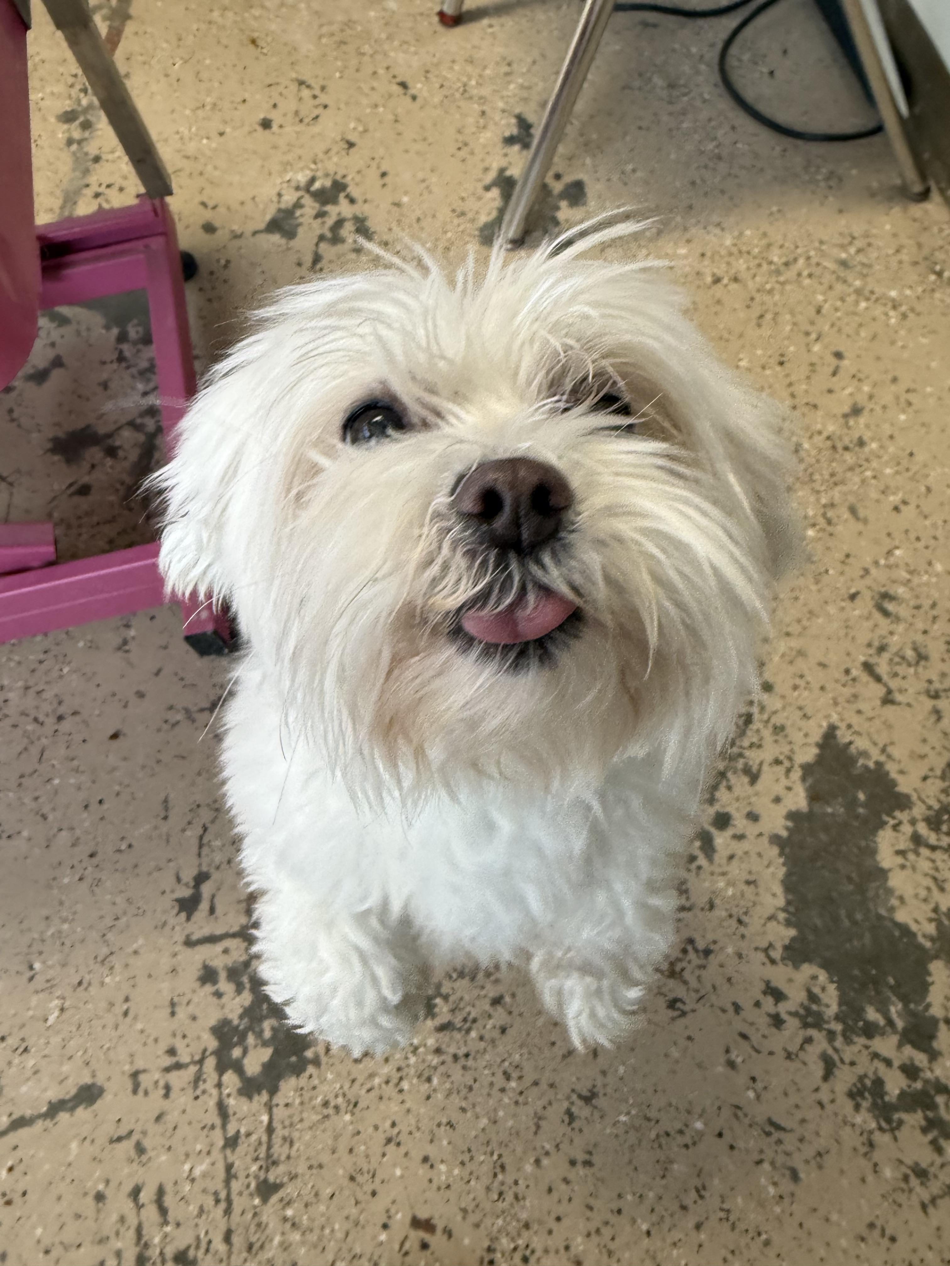 Enlarge Milo, a ADOPTABLE Maltese in Xenia, OH image 3/6