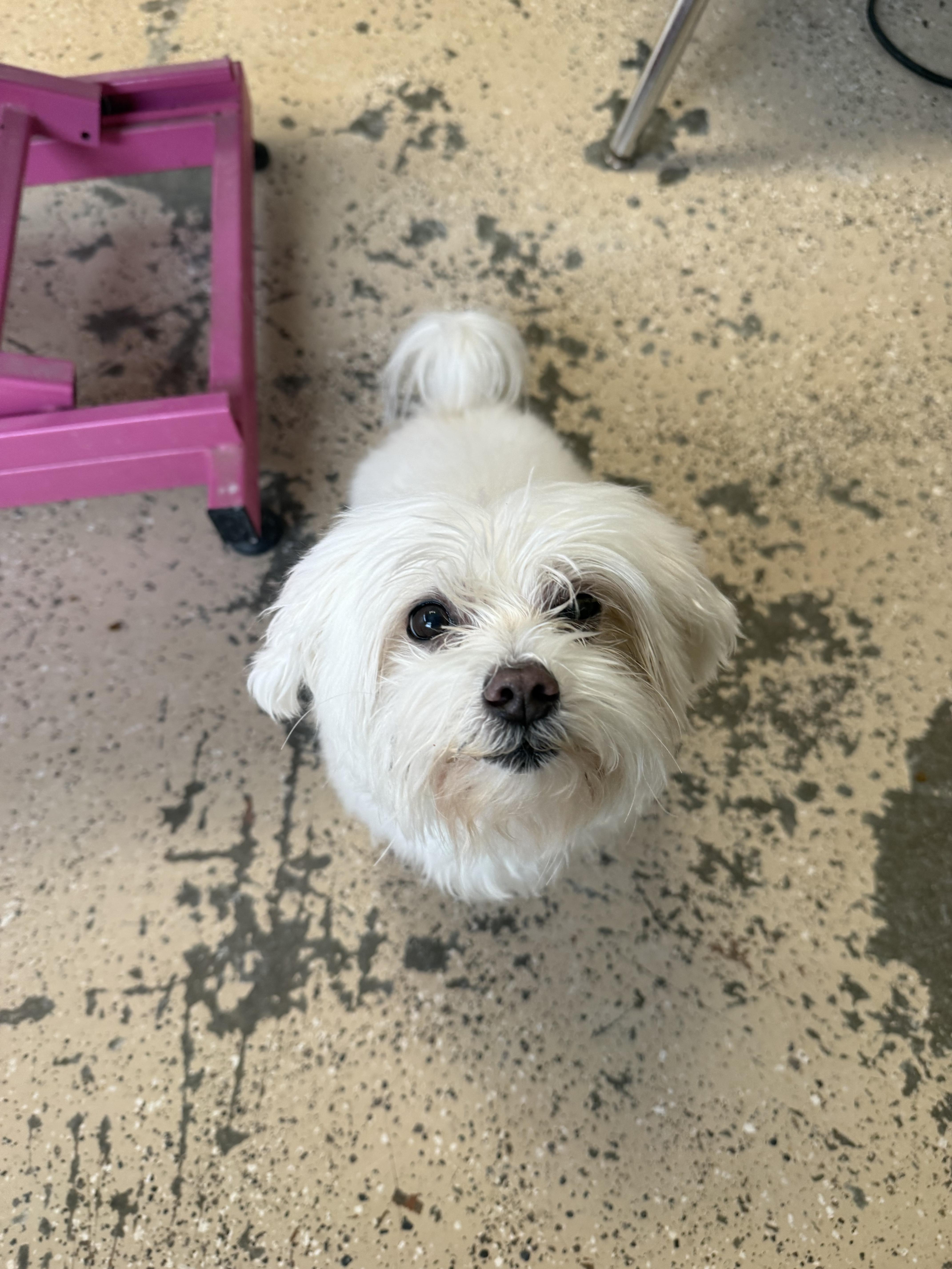 Enlarge Milo, a ADOPTABLE Maltese in Xenia, OH image 2/6