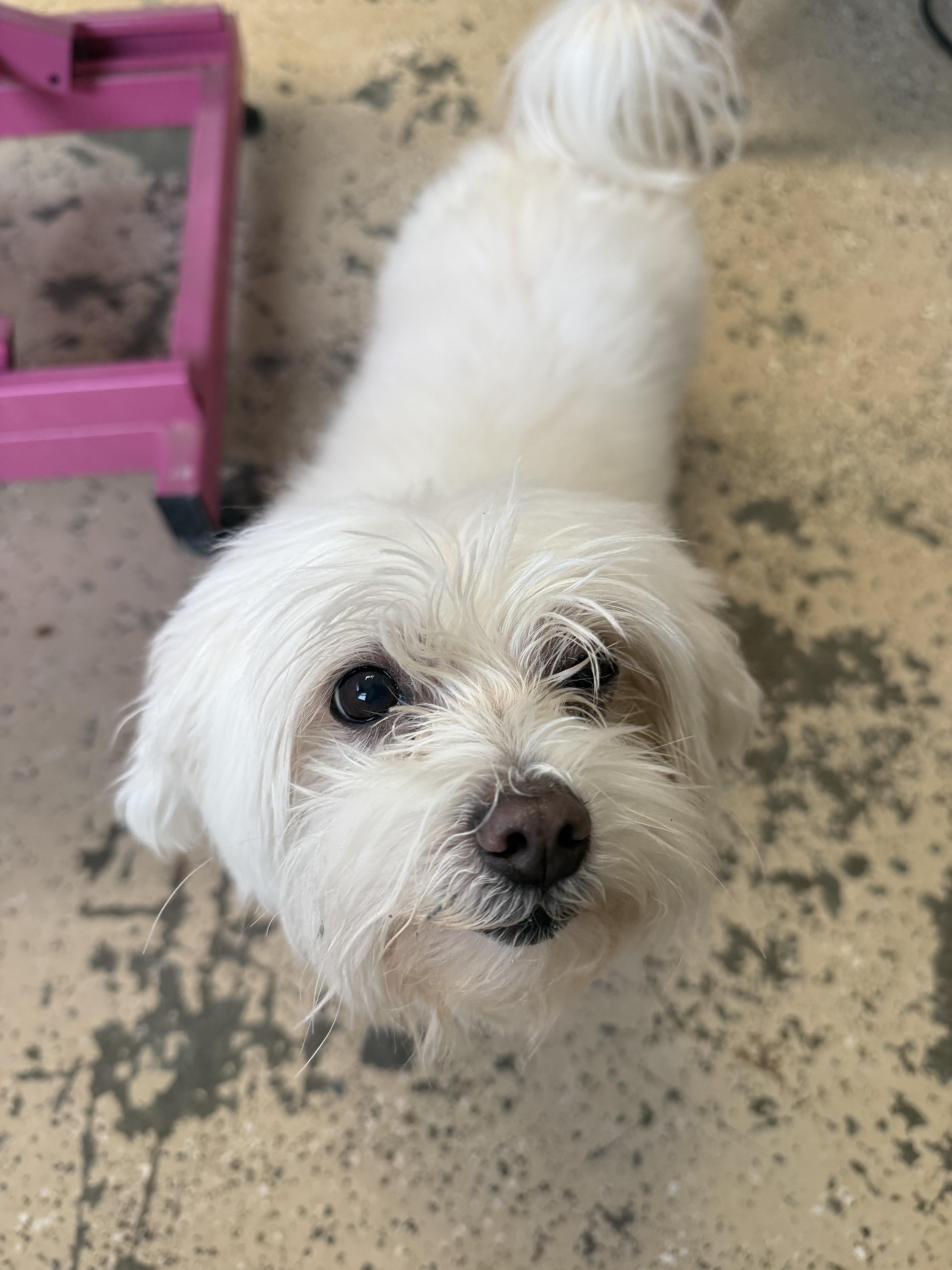 Enlarge Milo, a ADOPTABLE Maltese in Xenia, OH image 6/6