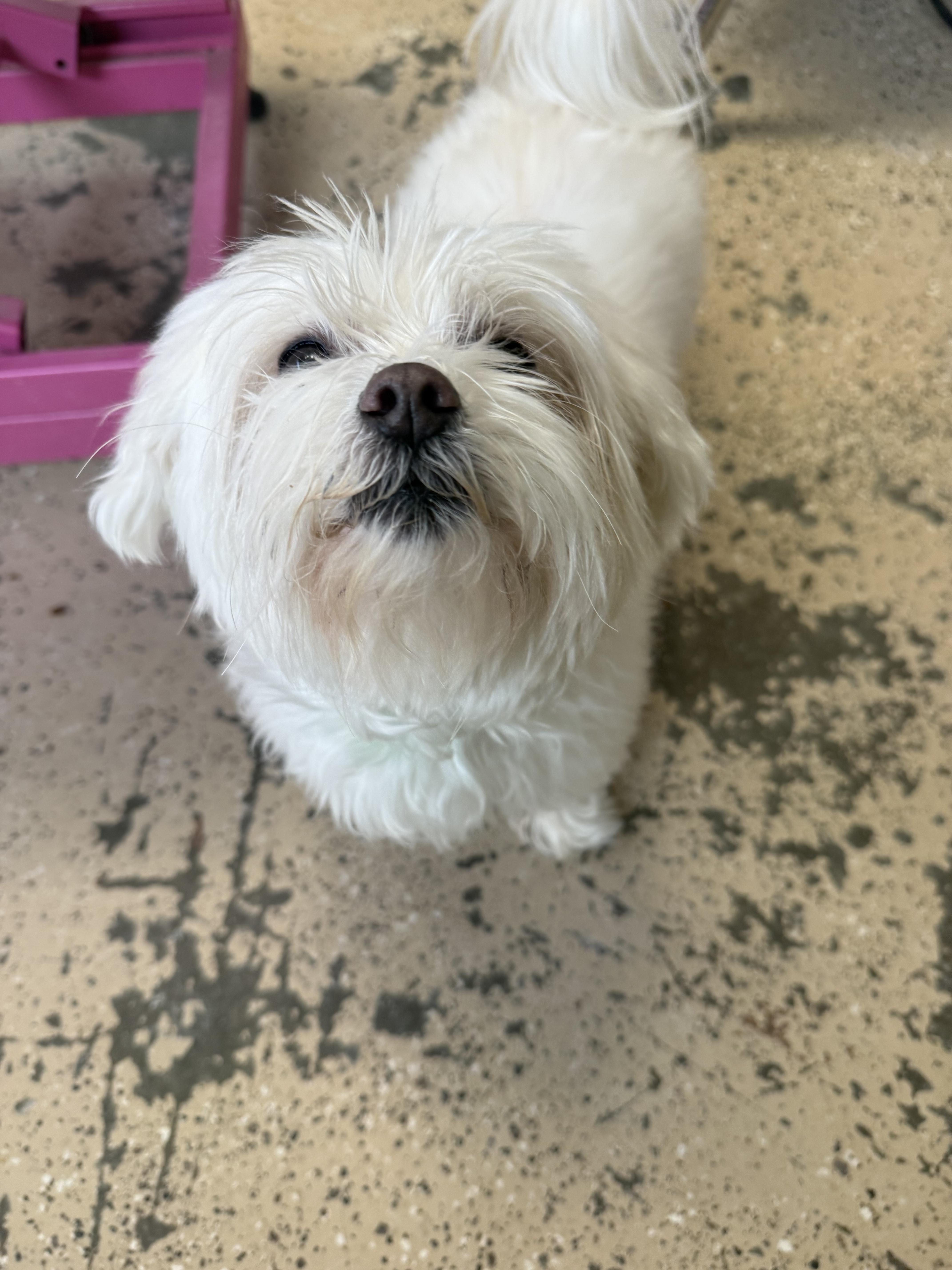 Enlarge Milo, a ADOPTABLE Maltese in Xenia, OH image 4/6
