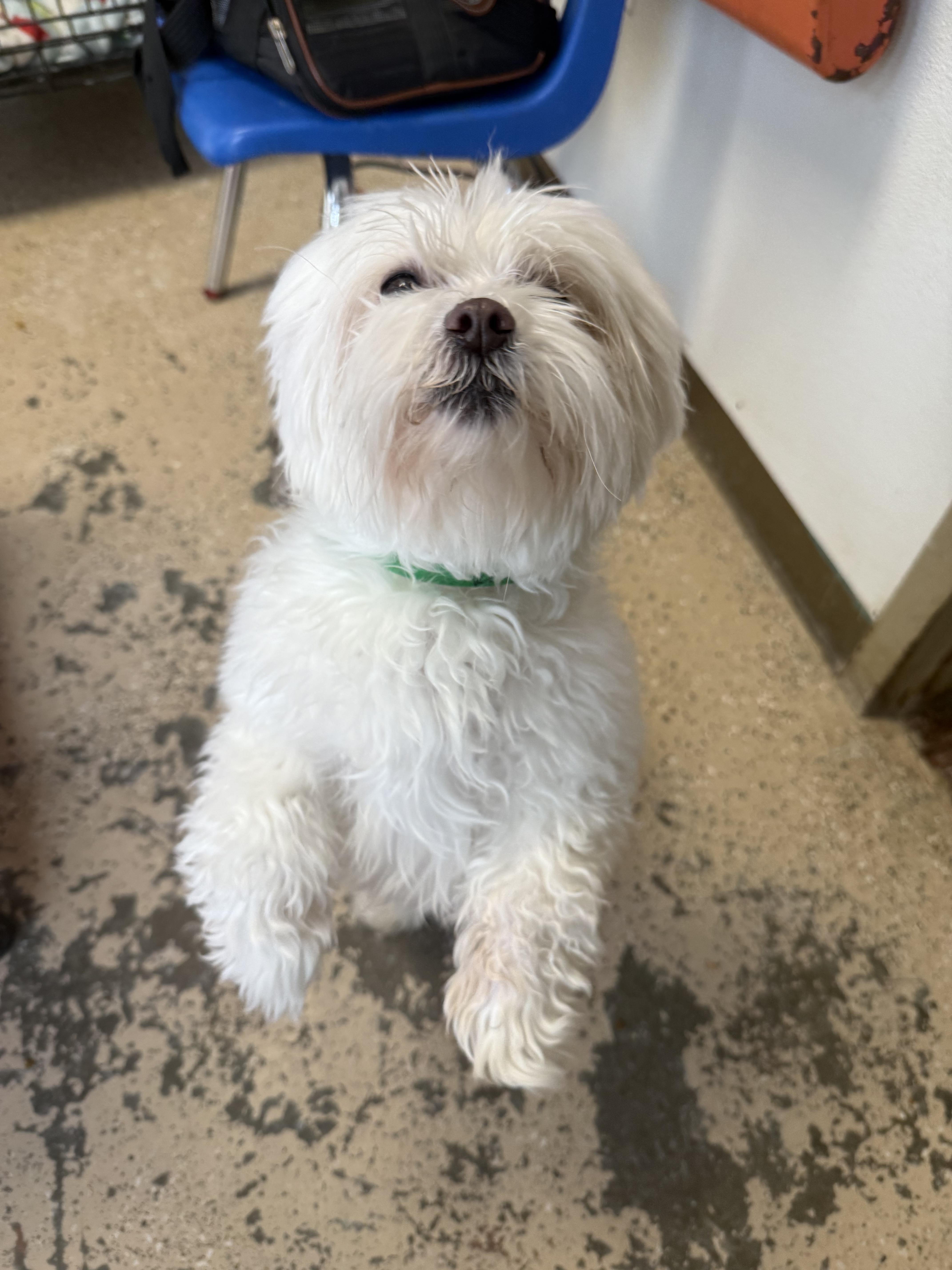 Enlarge Milo, a ADOPTABLE Maltese in Xenia, OH image 5/6