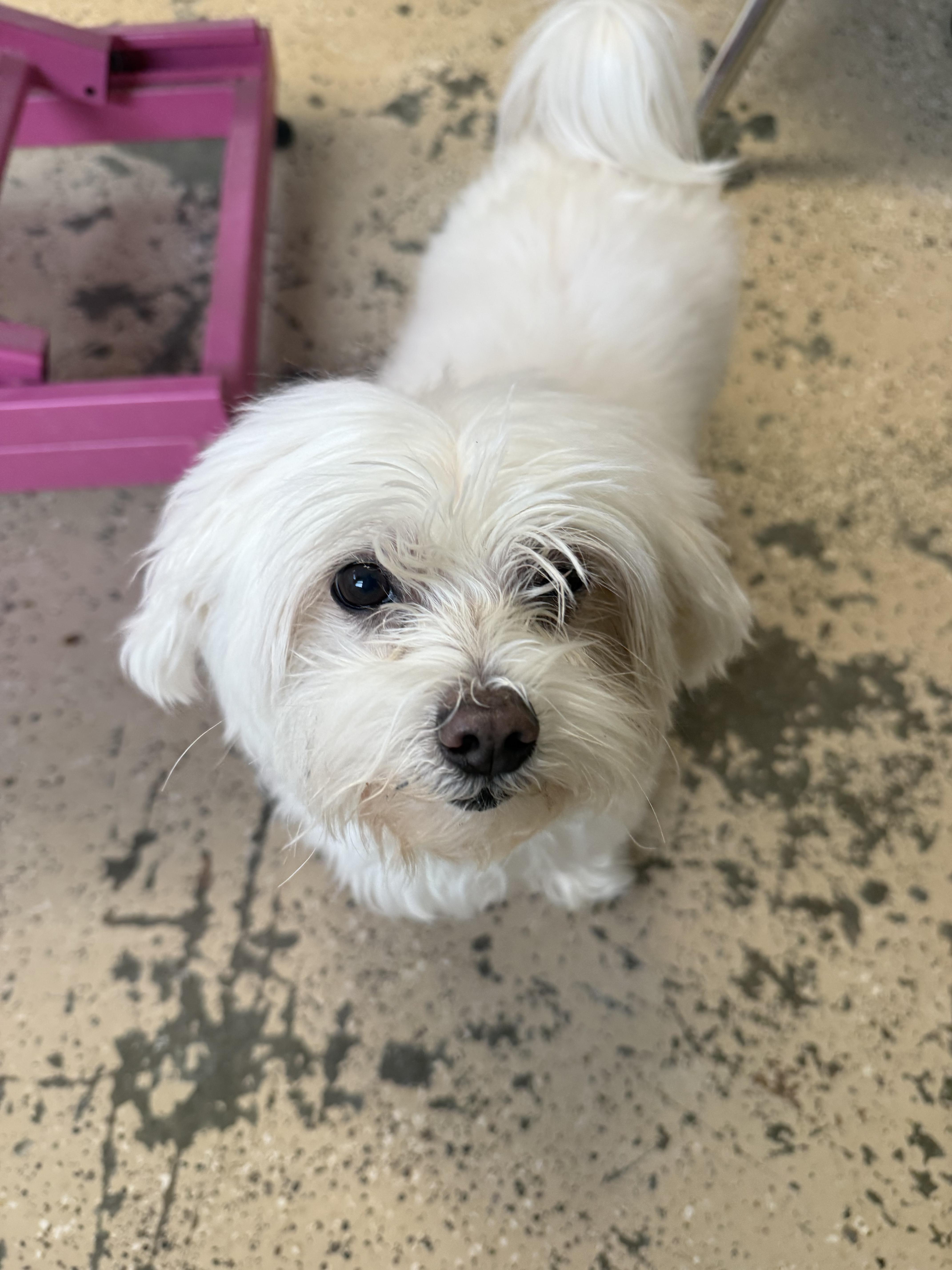 Enlarge Milo, a ADOPTABLE Maltese in Xenia, OH image 1/6