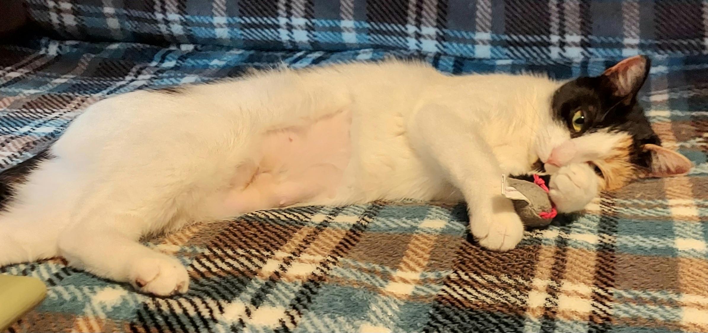 Enlarge PHOEBE, a ADOPTABLE Calico in Elgin, SC image 2/5