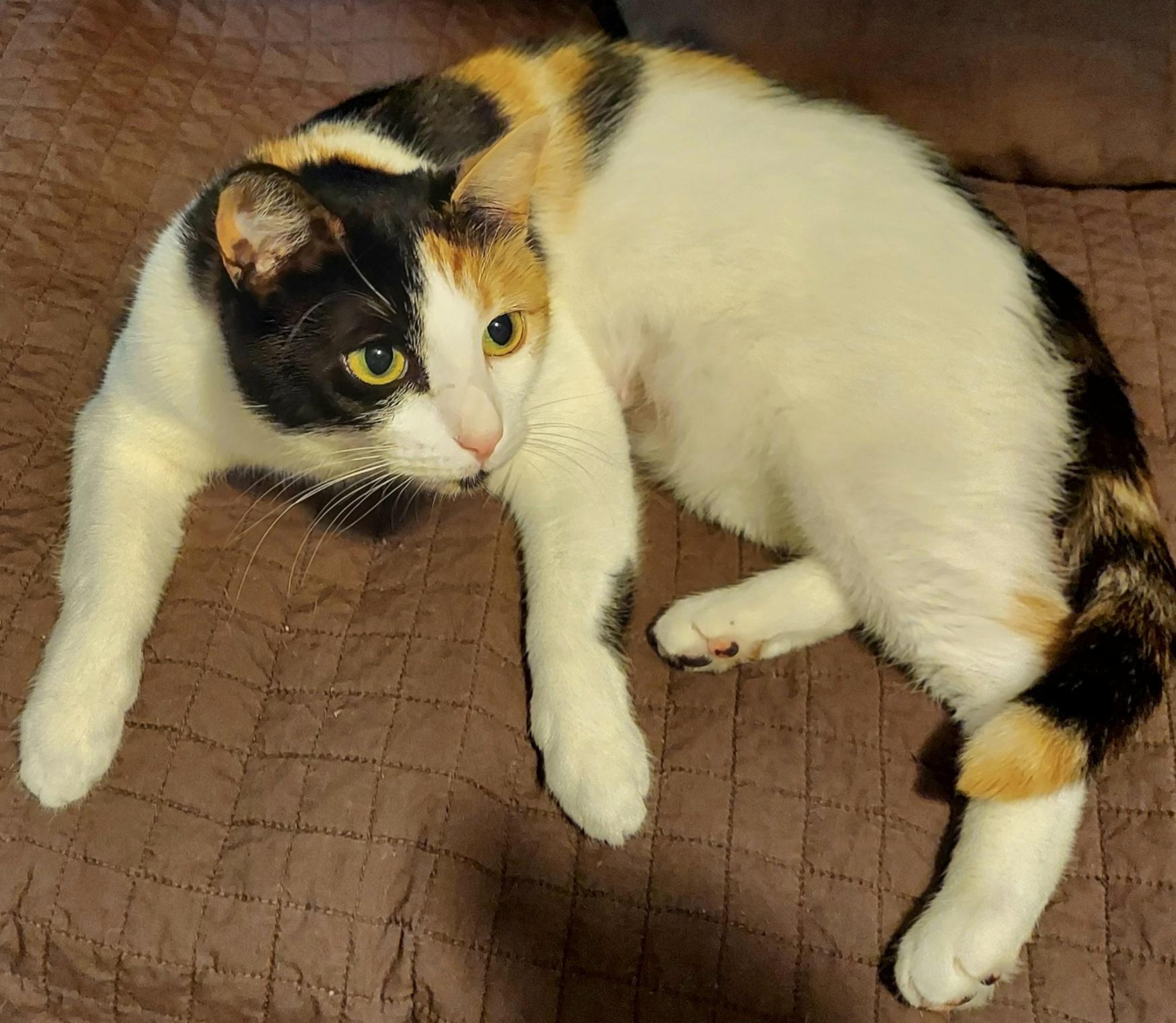 Enlarge PHOEBE, a ADOPTABLE Calico in Elgin, SC image 3/5