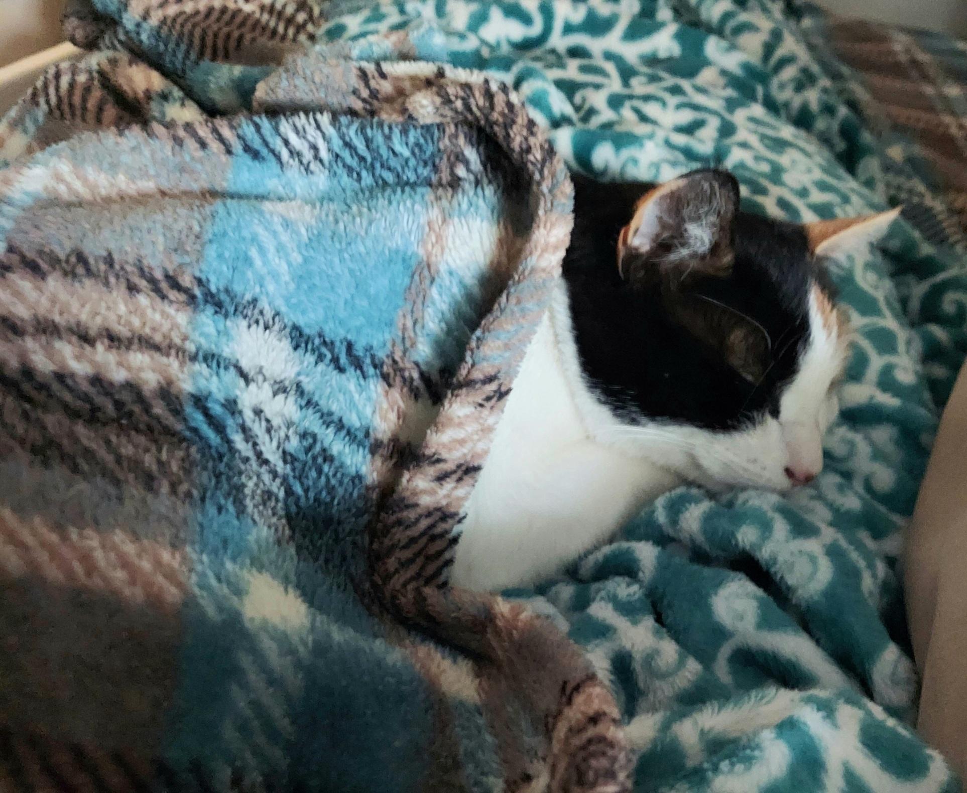 Enlarge PHOEBE, a ADOPTABLE Calico in Elgin, SC image 4/5