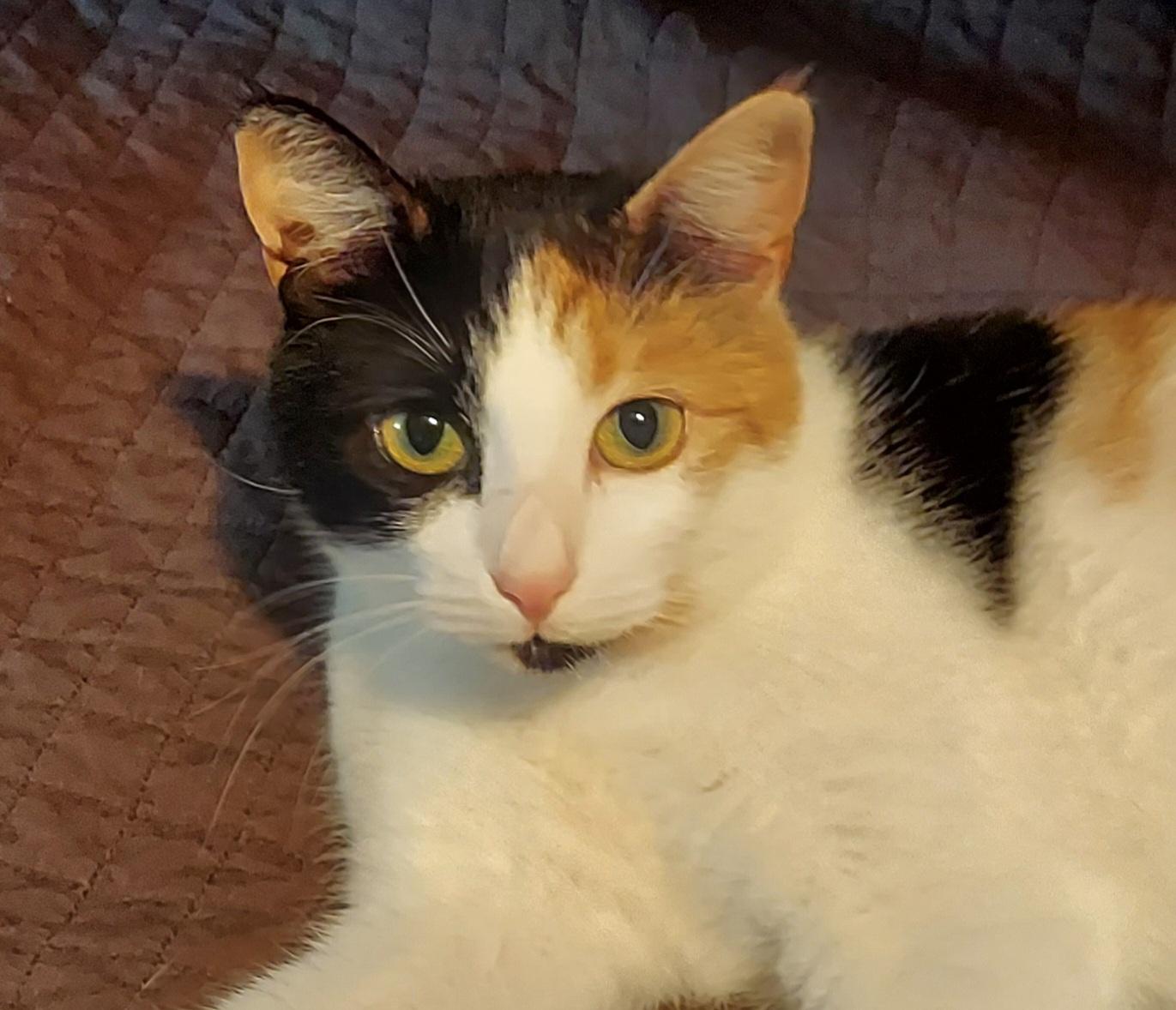 PHOEBE, ADOPTABLE, Young Female Calico.