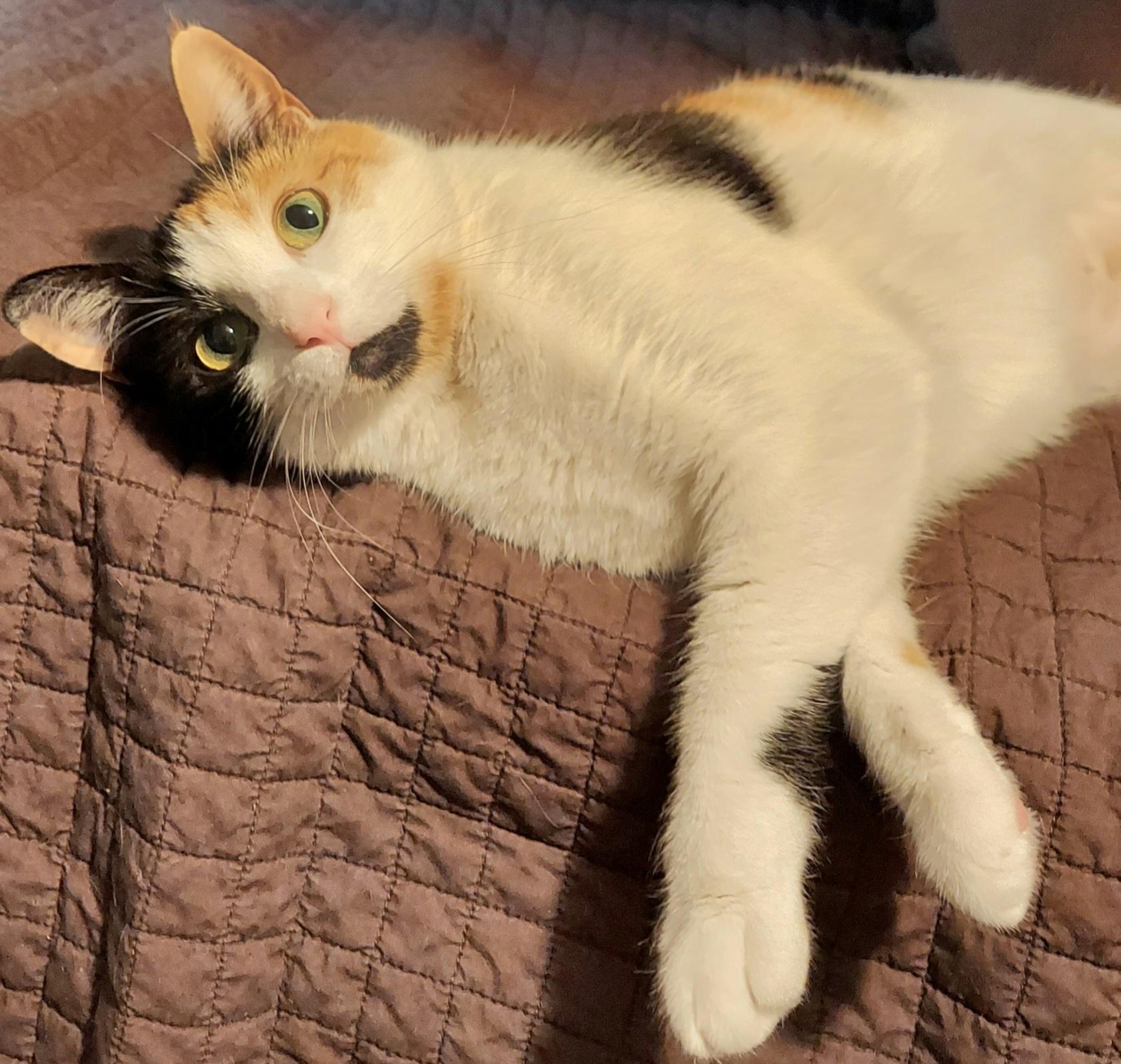 Enlarge PHOEBE, a ADOPTABLE Calico in Elgin, SC image 5/5