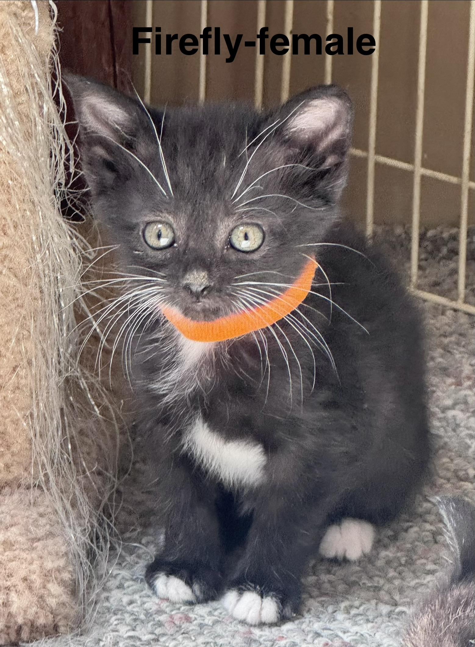 Firefly, a Adoptable Domestic Medium Hair in Crystal Lake, IL image 1/2