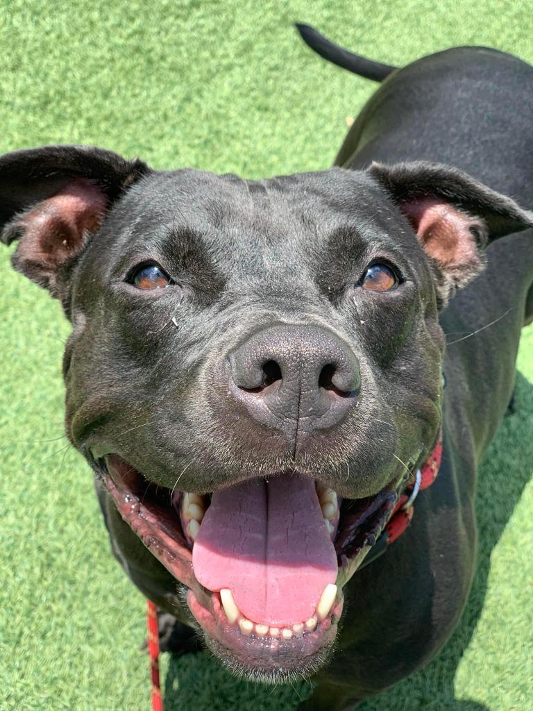 Enlarge Delilah, a Adoptable Pit Bull Terrier in Orlando, FL image 1/5